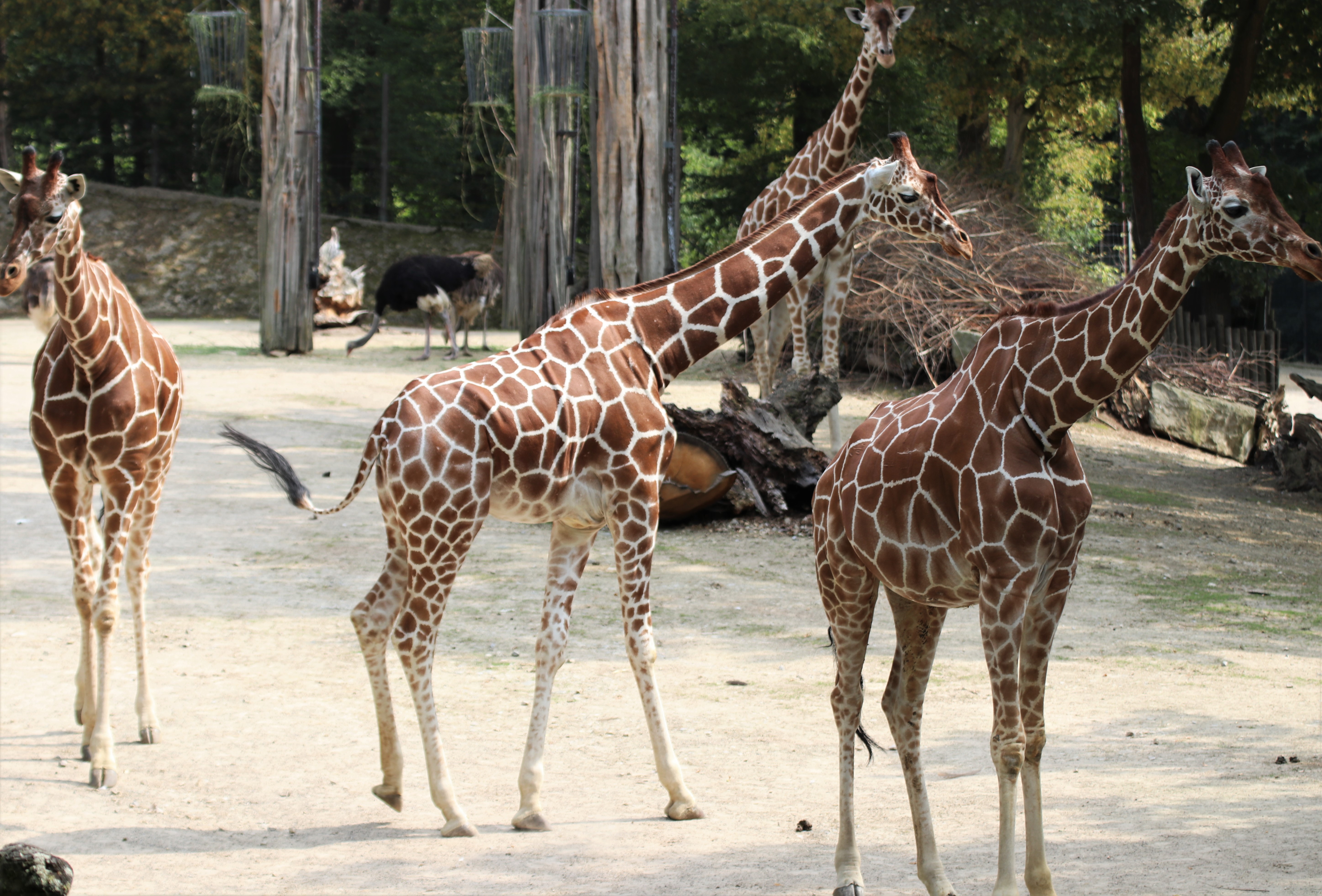 Giraffen im Zoo Osnabrück