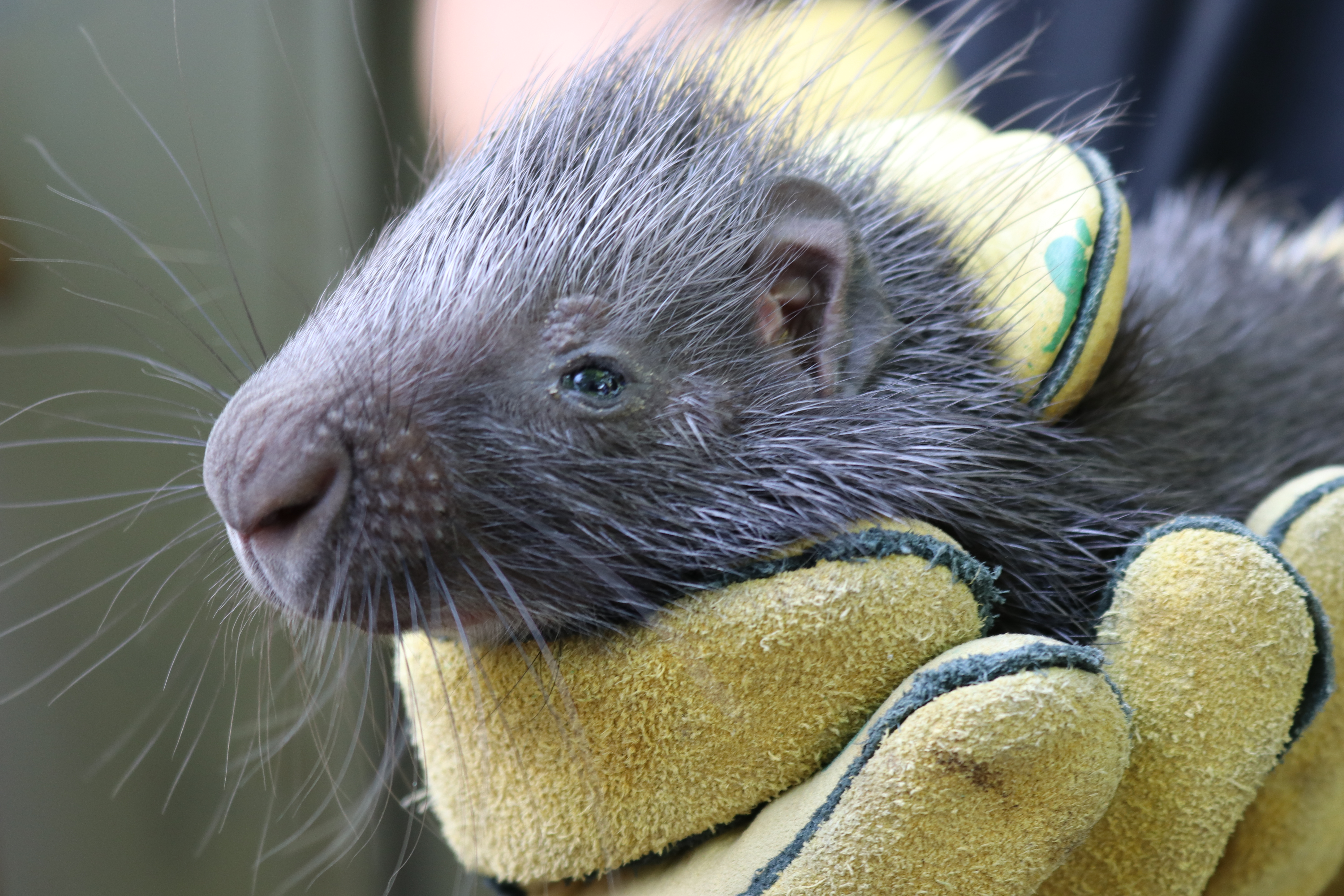 Stachelschwein