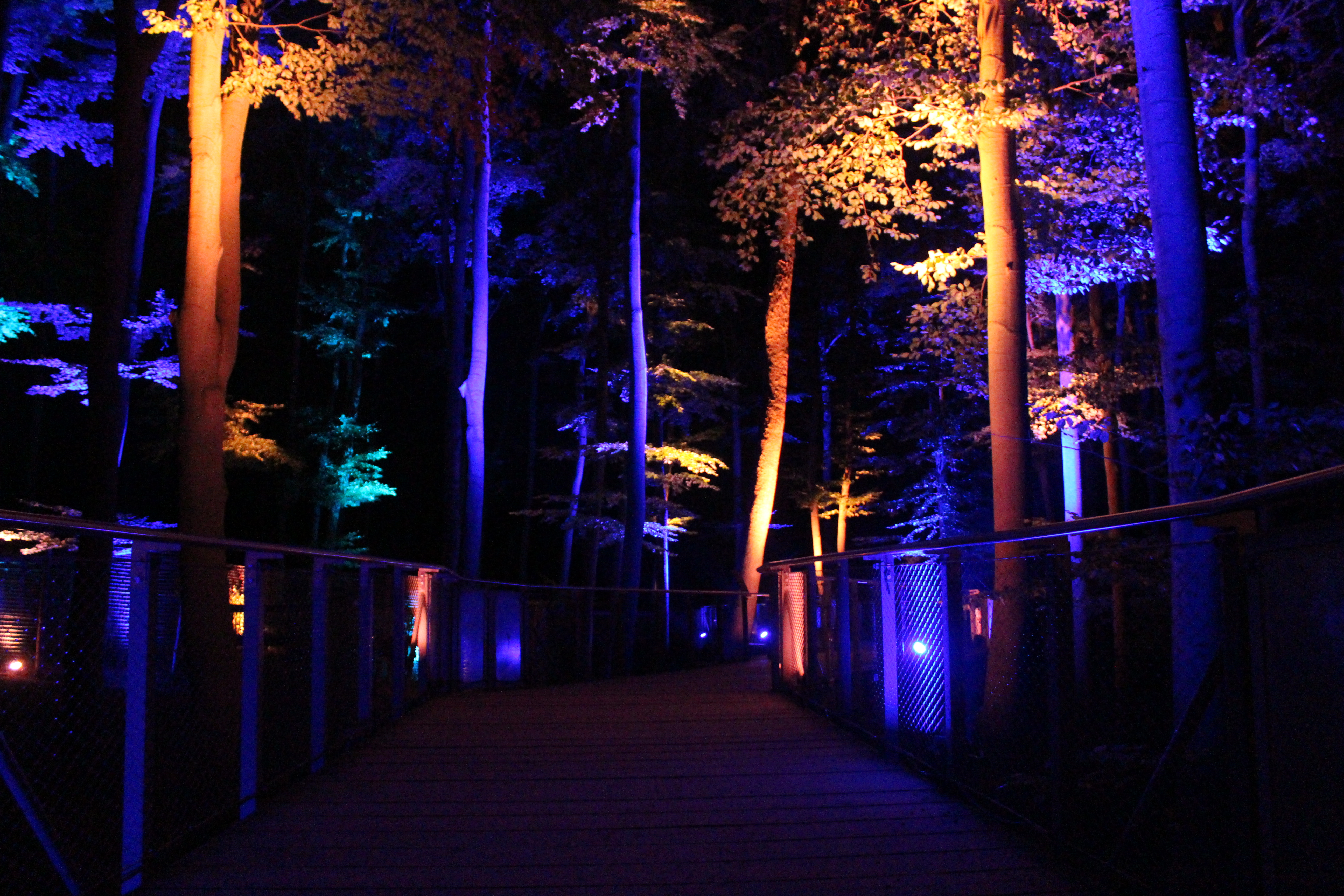 Magic Forest