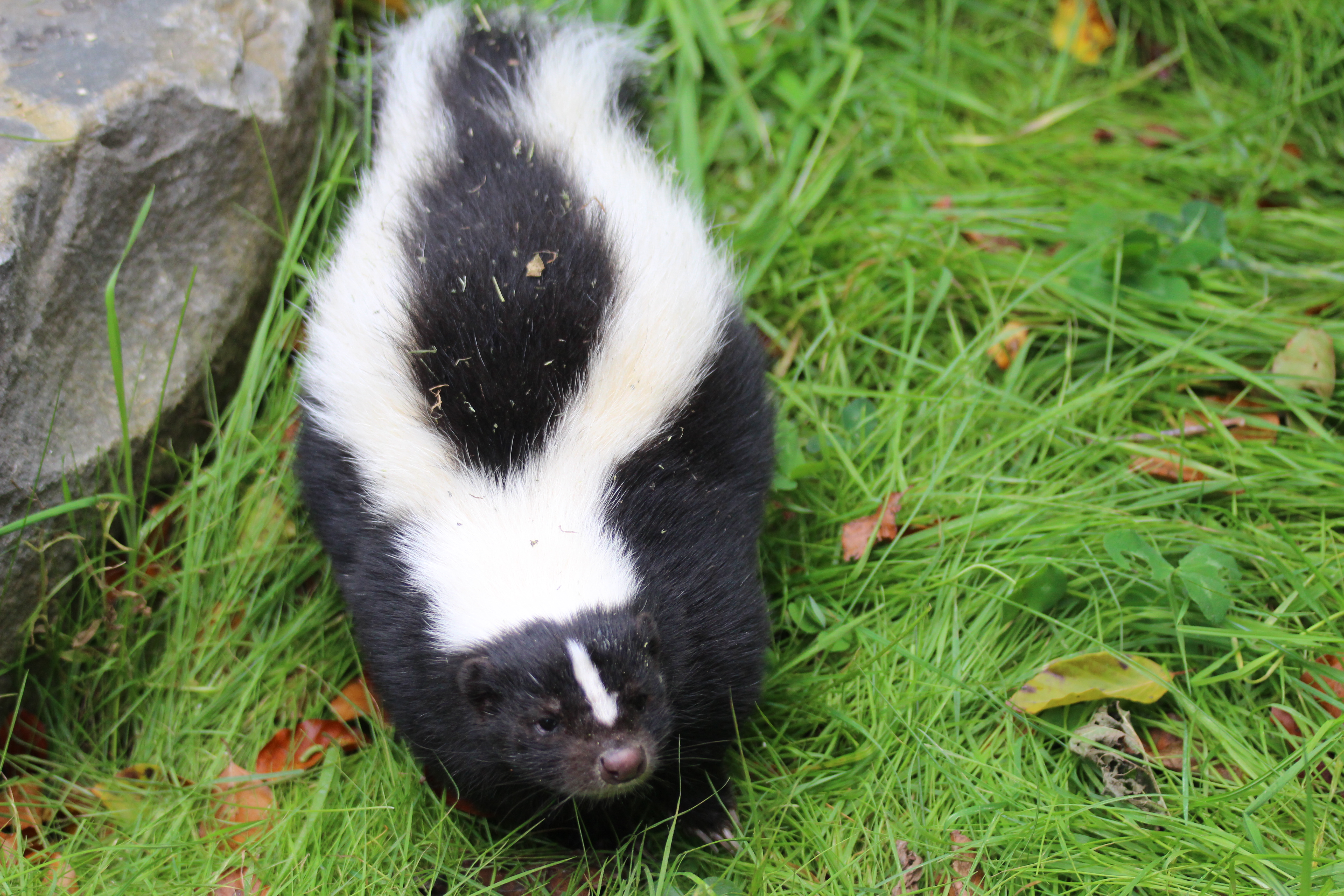 Streifenskunk