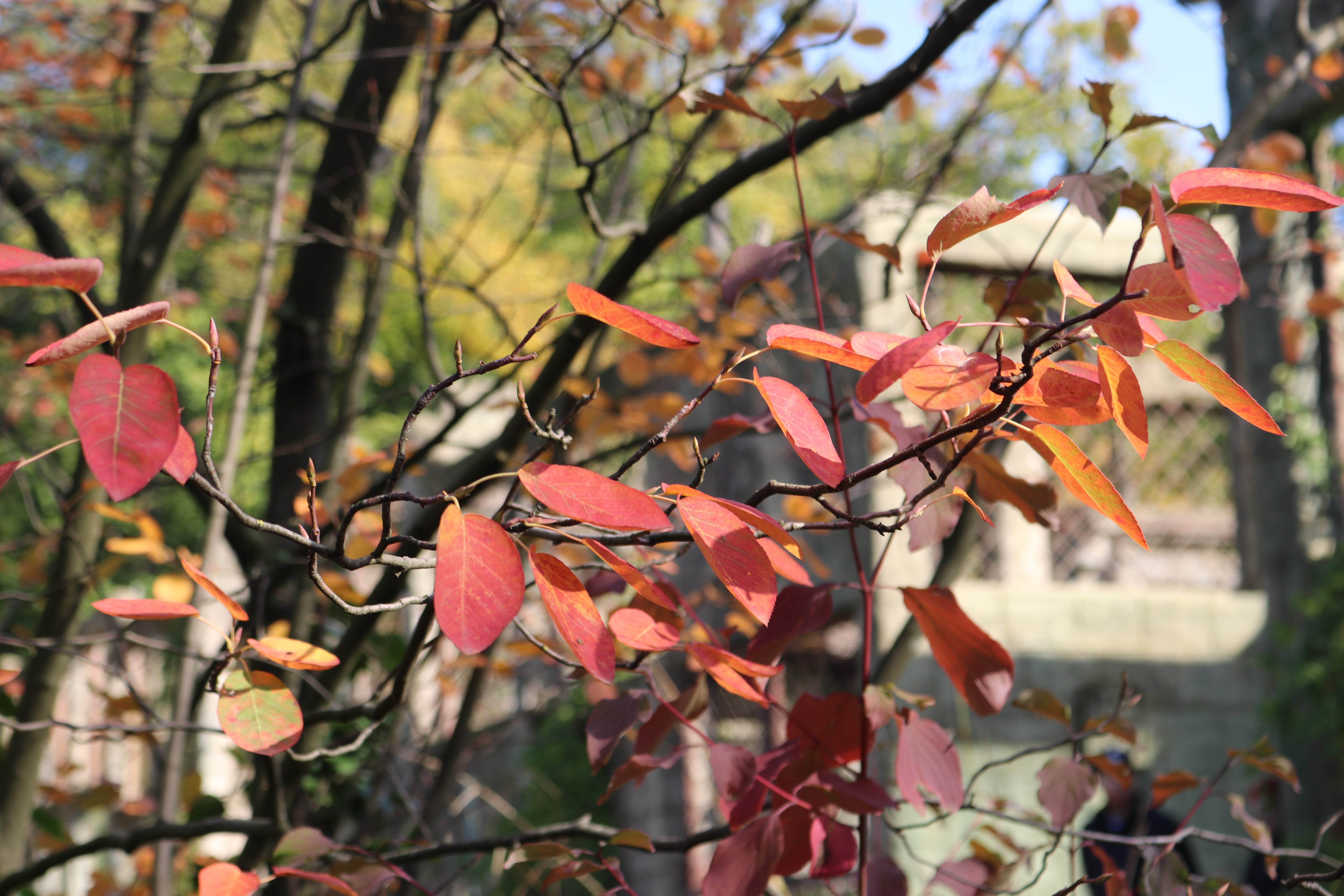 Indian Summer