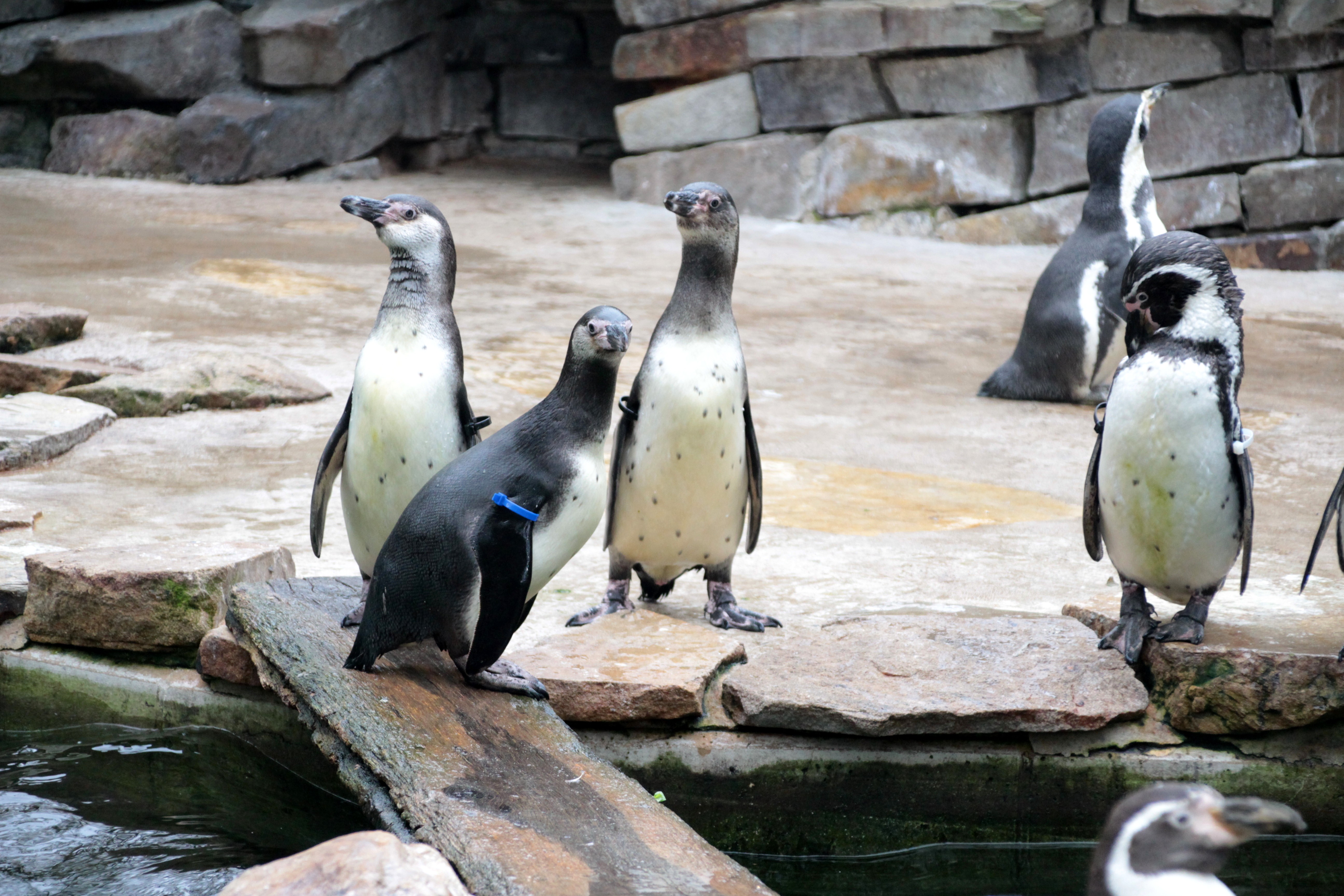 Pinguine im Zoo Osnabrück