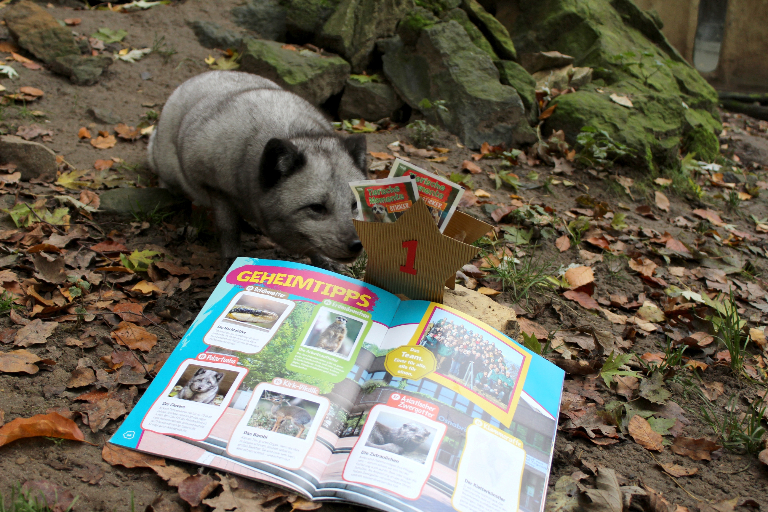 Polarfuchs schnuppert an Stickeralbum