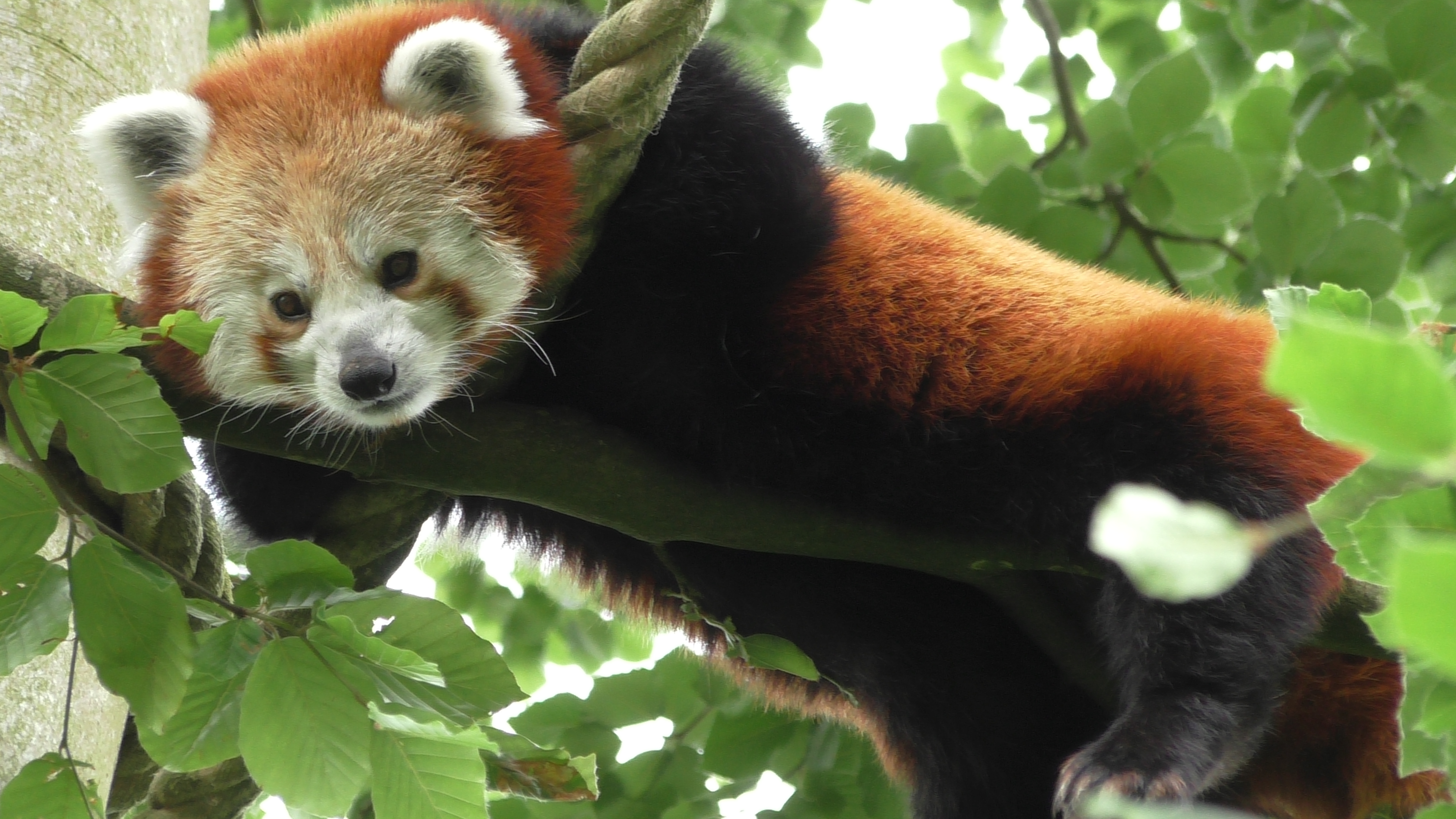 Red Panda Day
