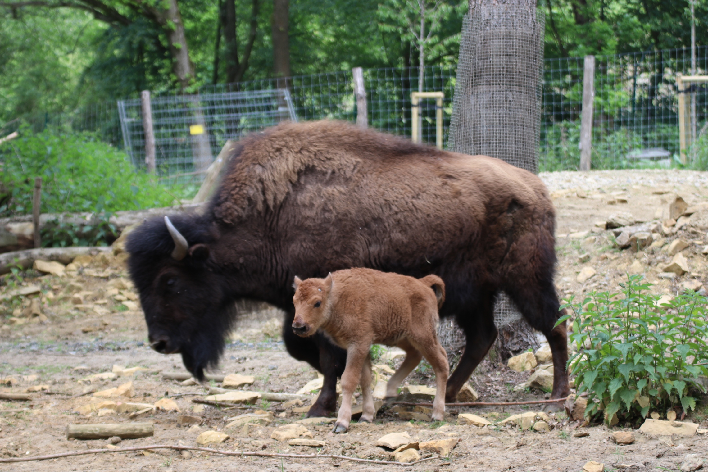Nachwuchs bei den Waldbisons