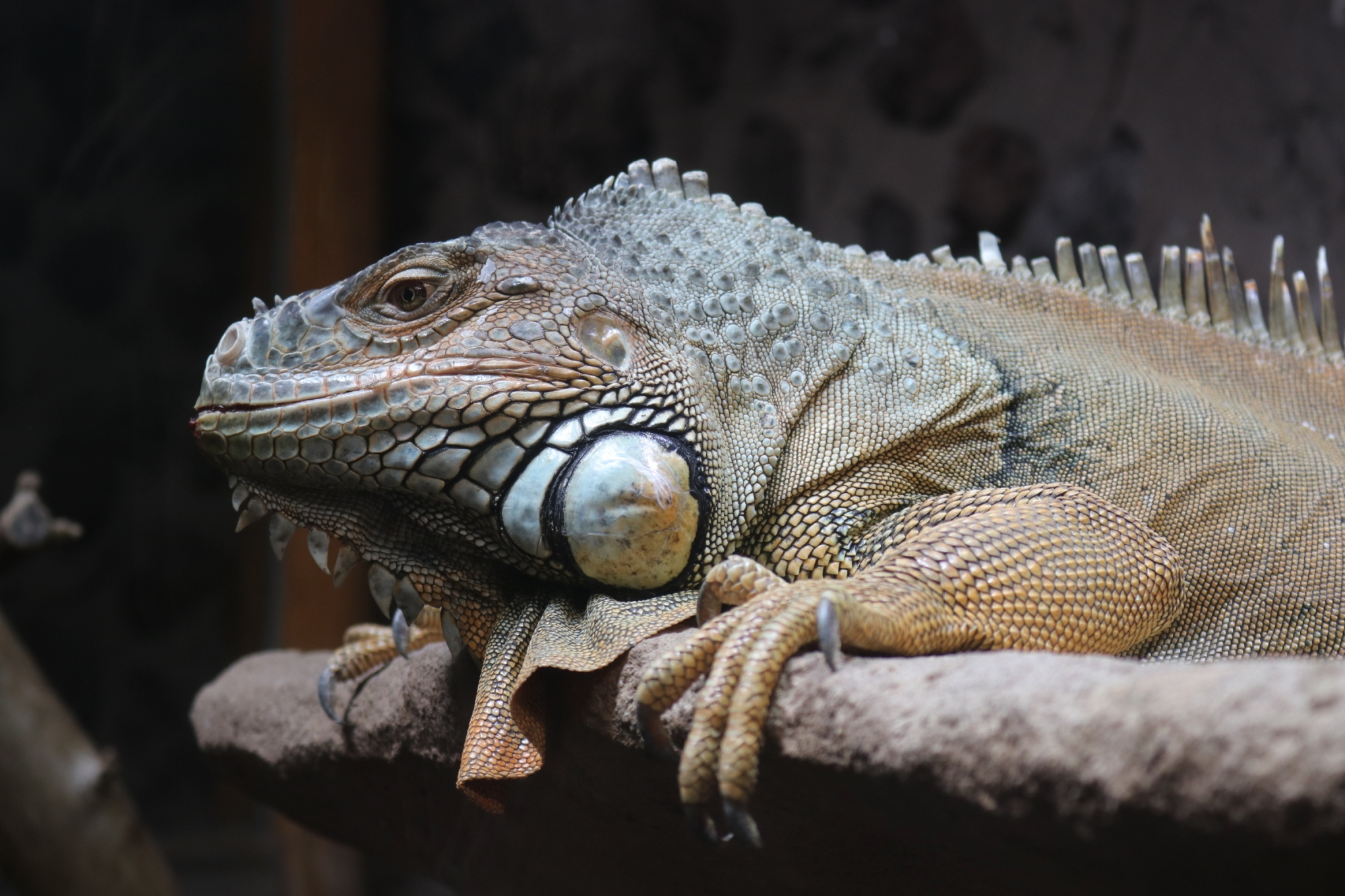 Neuer Grüner Leguan im Zoo Osnabrück