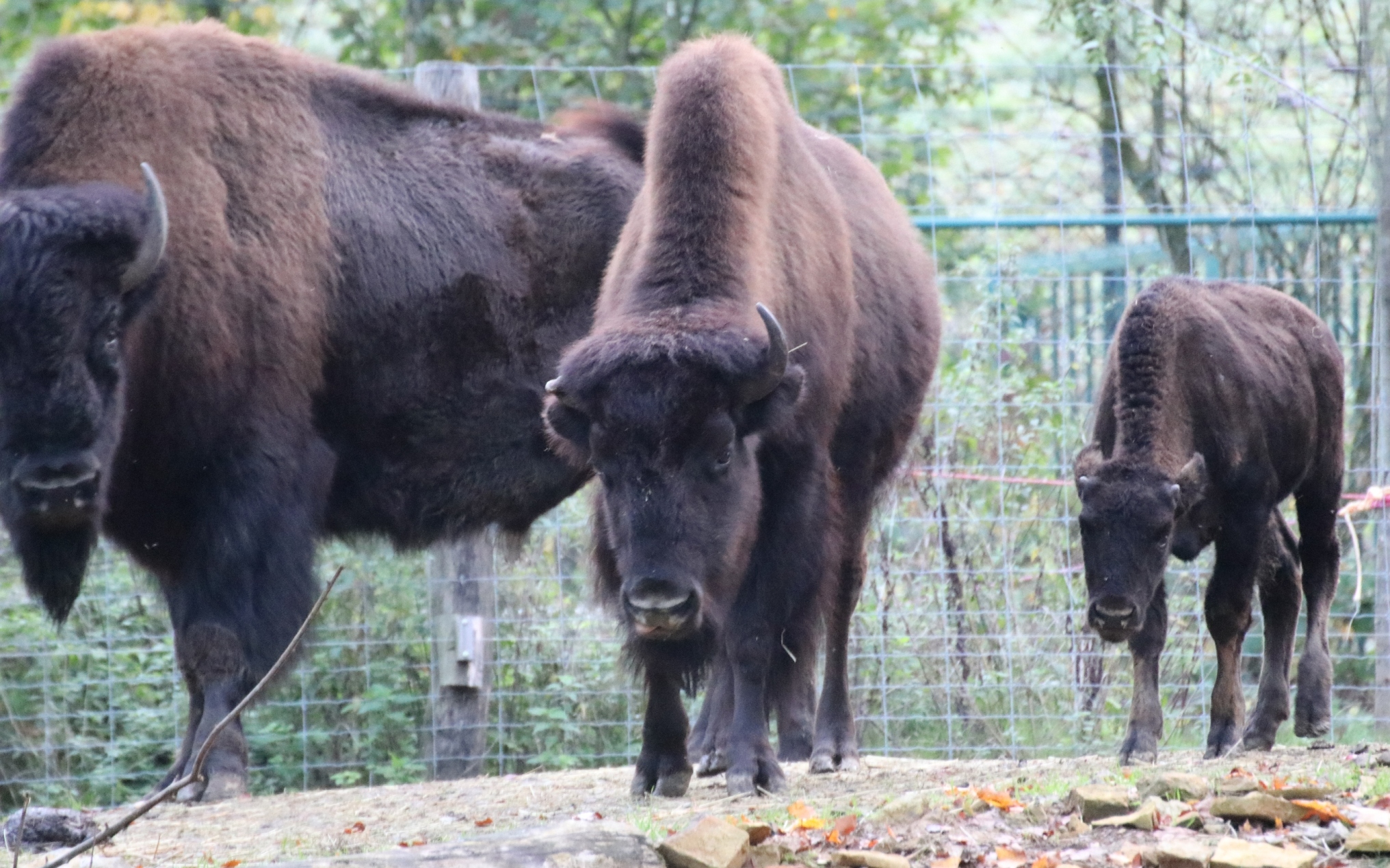 neue Bisons
