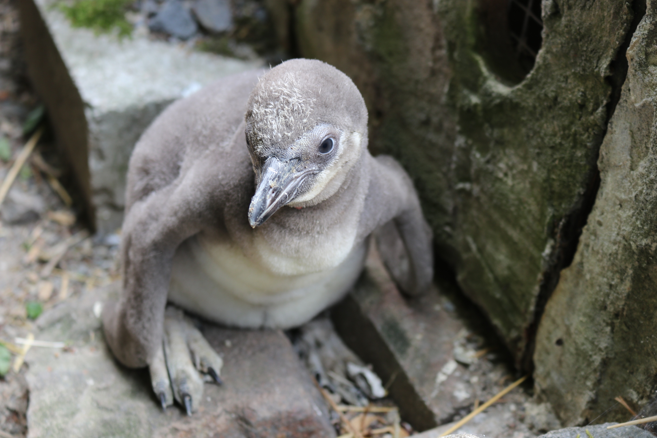 Kindergarten bei den Pinguinen