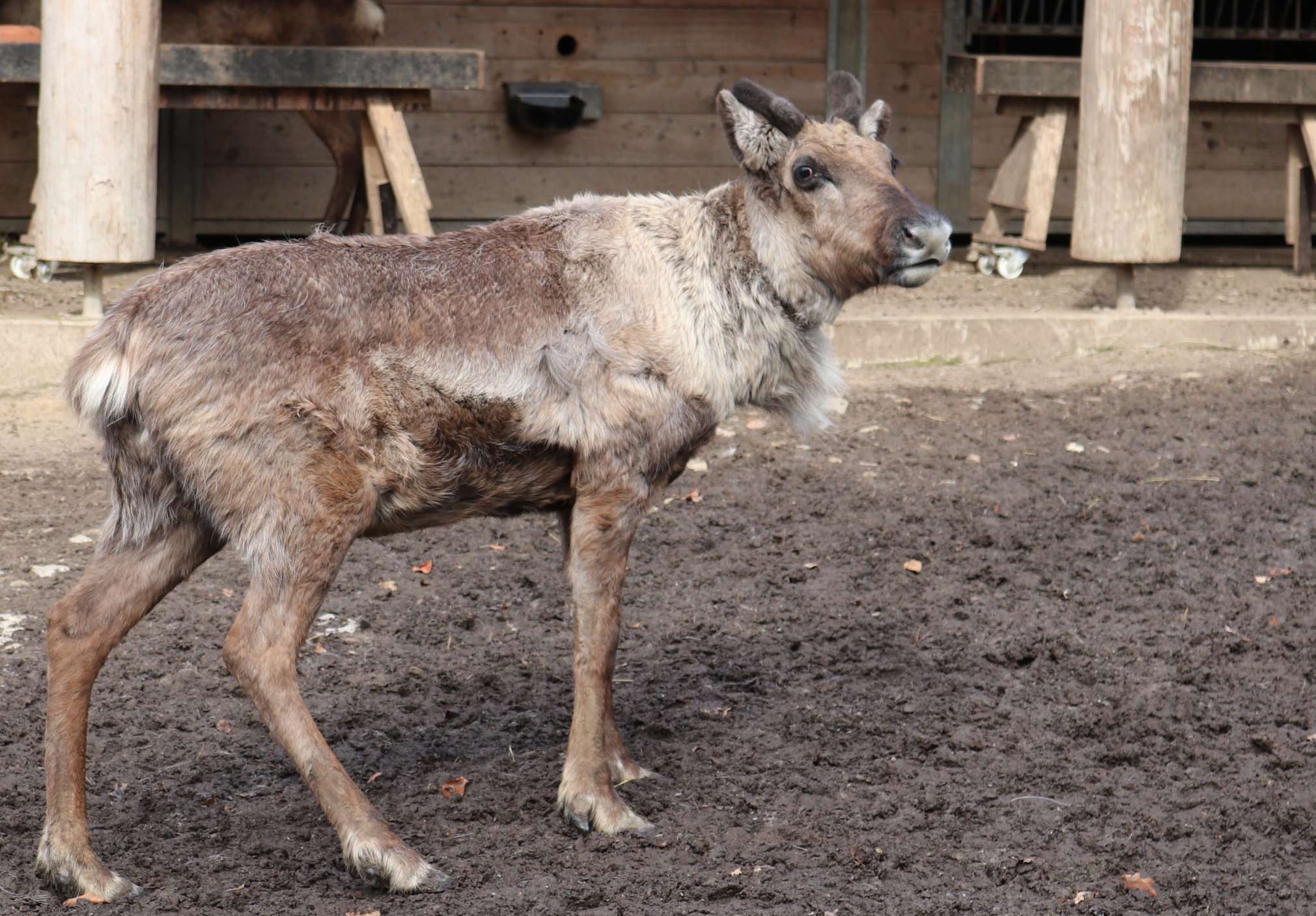 Neuer Rentierbock Casimir
