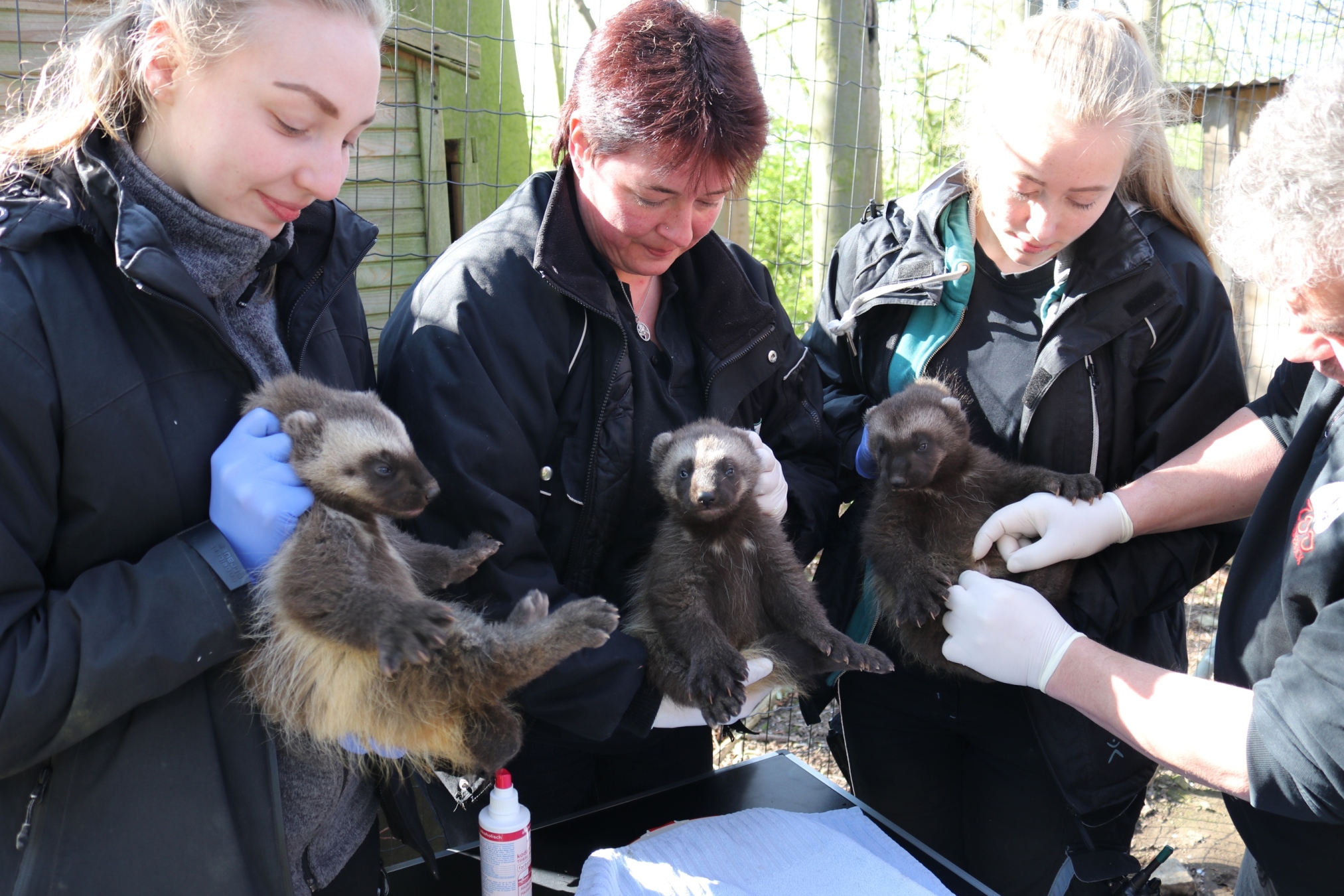 Tierpfleger mit dreifachem Vielfraß-Nachwuchs
