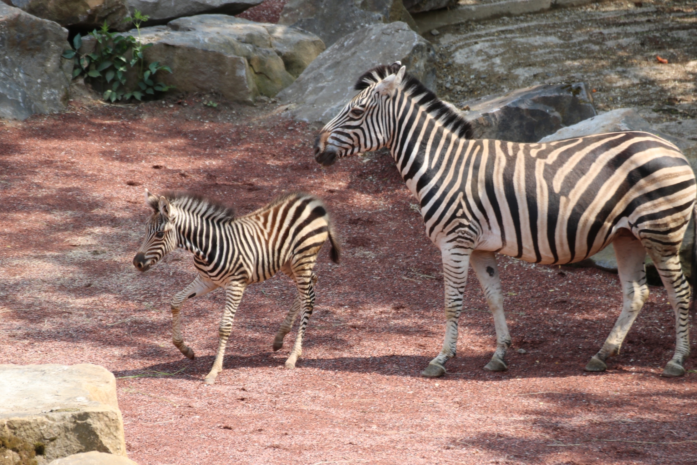 Zebrafohlen