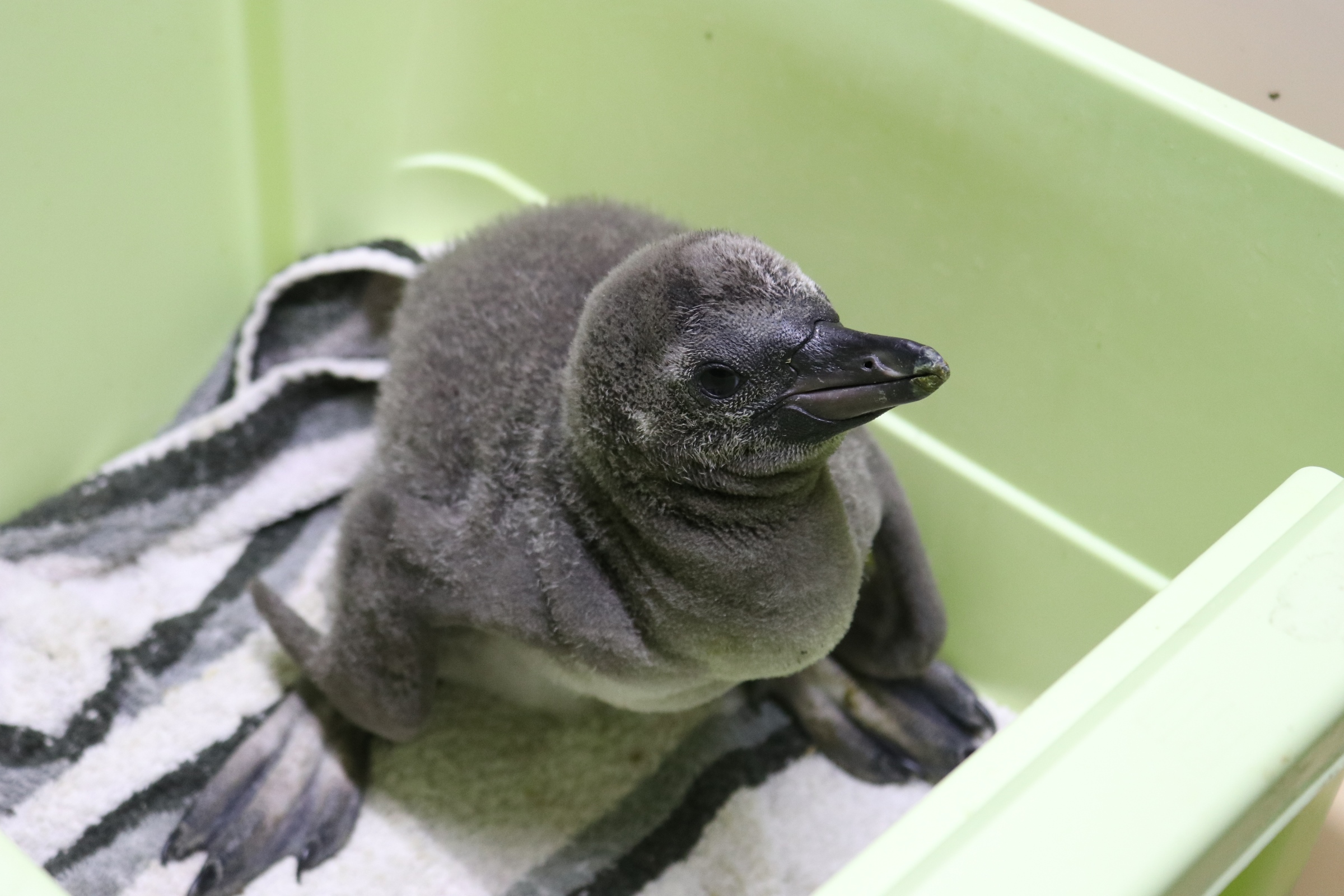 Pinguinnachwuchs