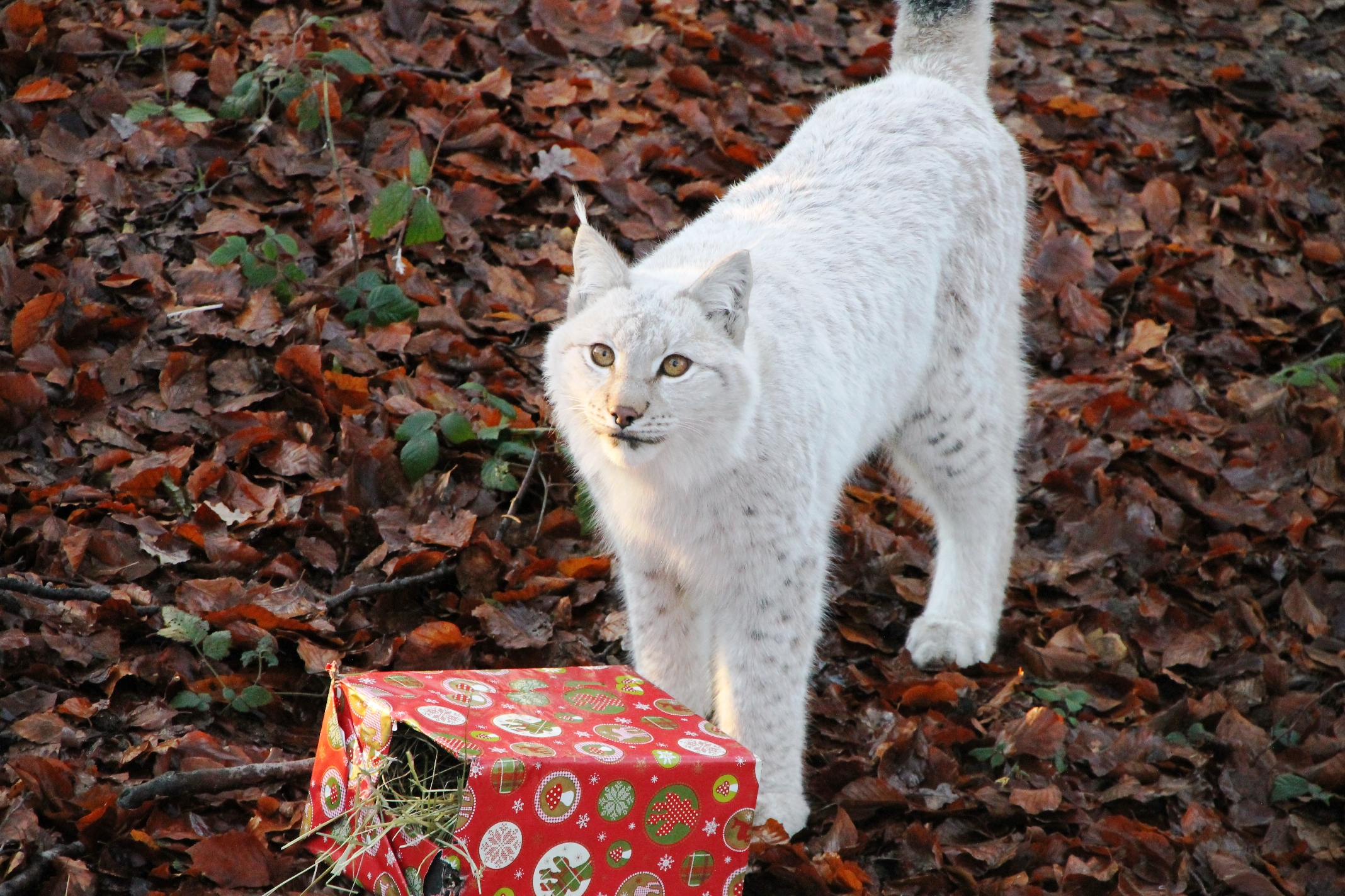 Luchs Bescherung