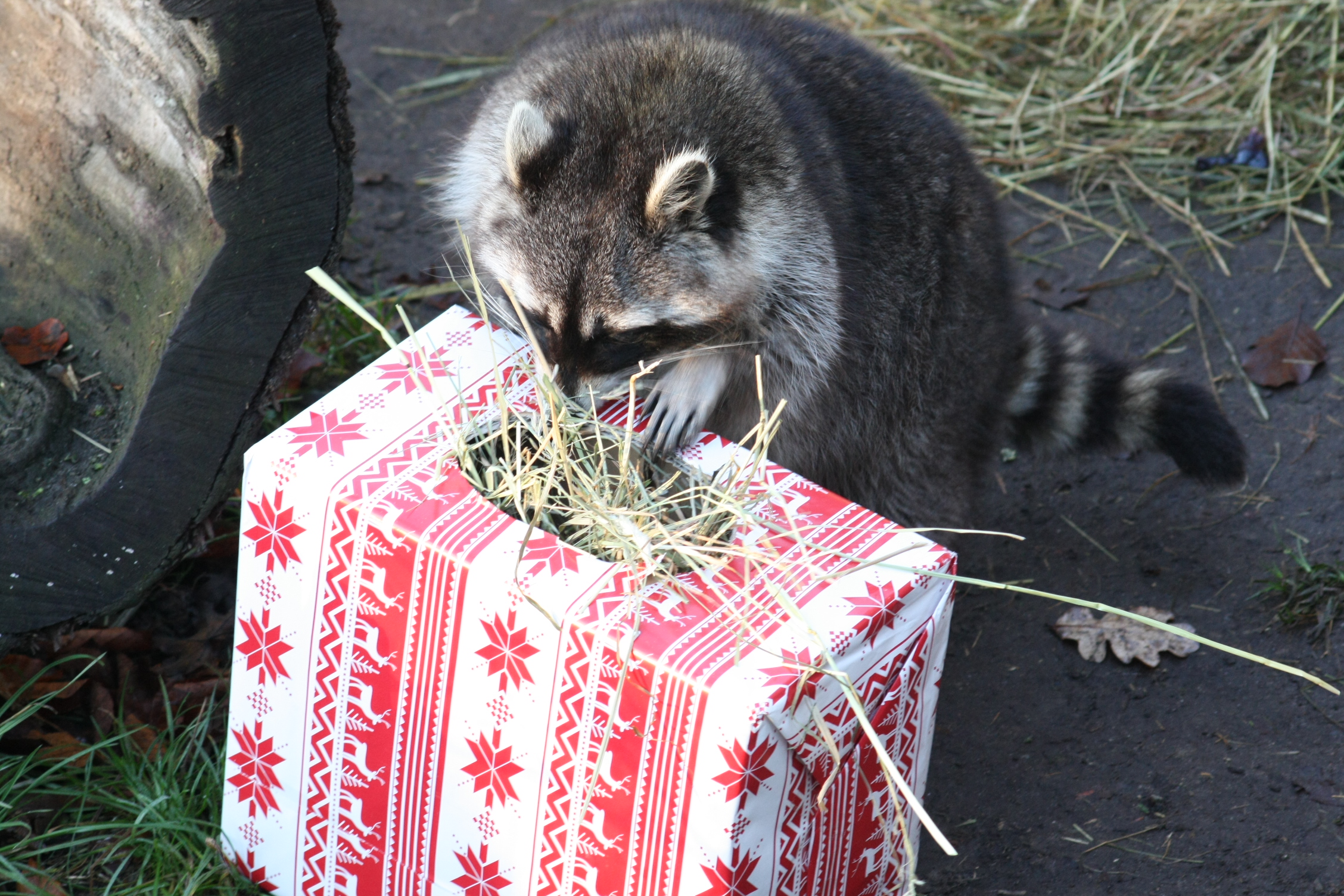 Waschbär Bescherung