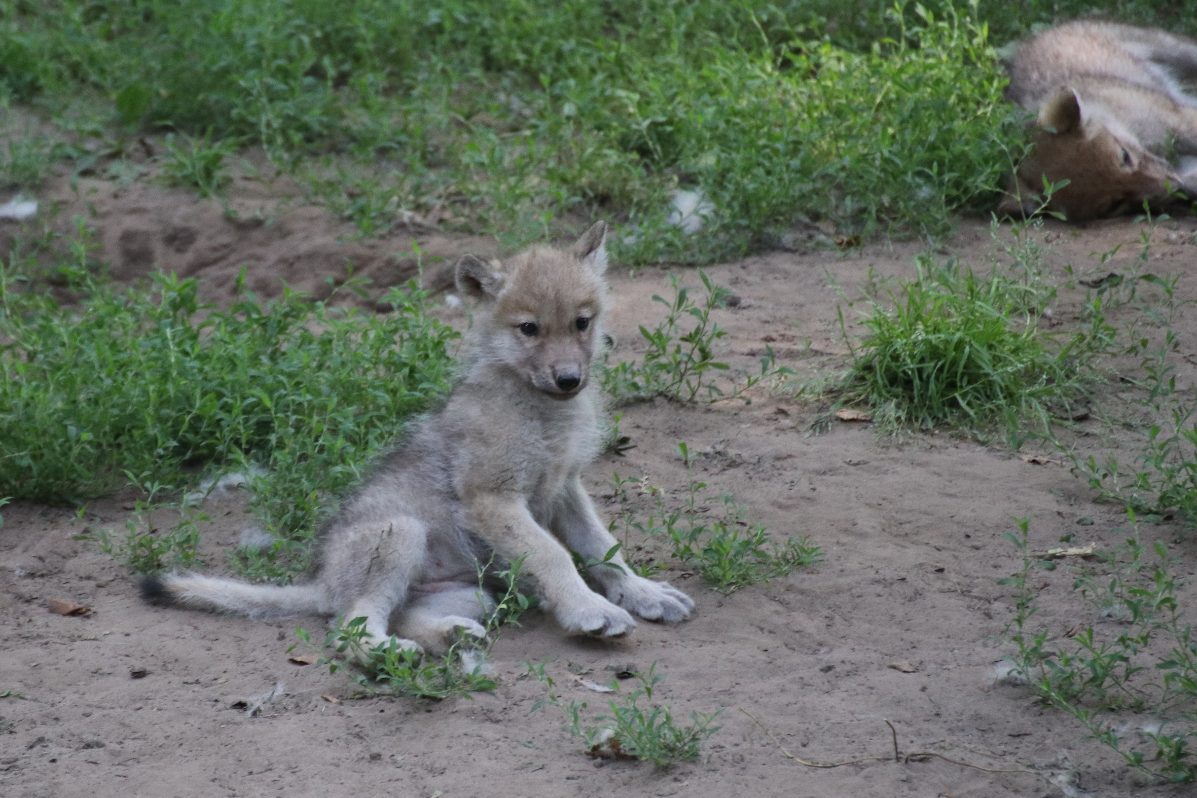 Wolfswelpen im Zoo 