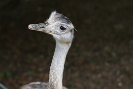 Nandu