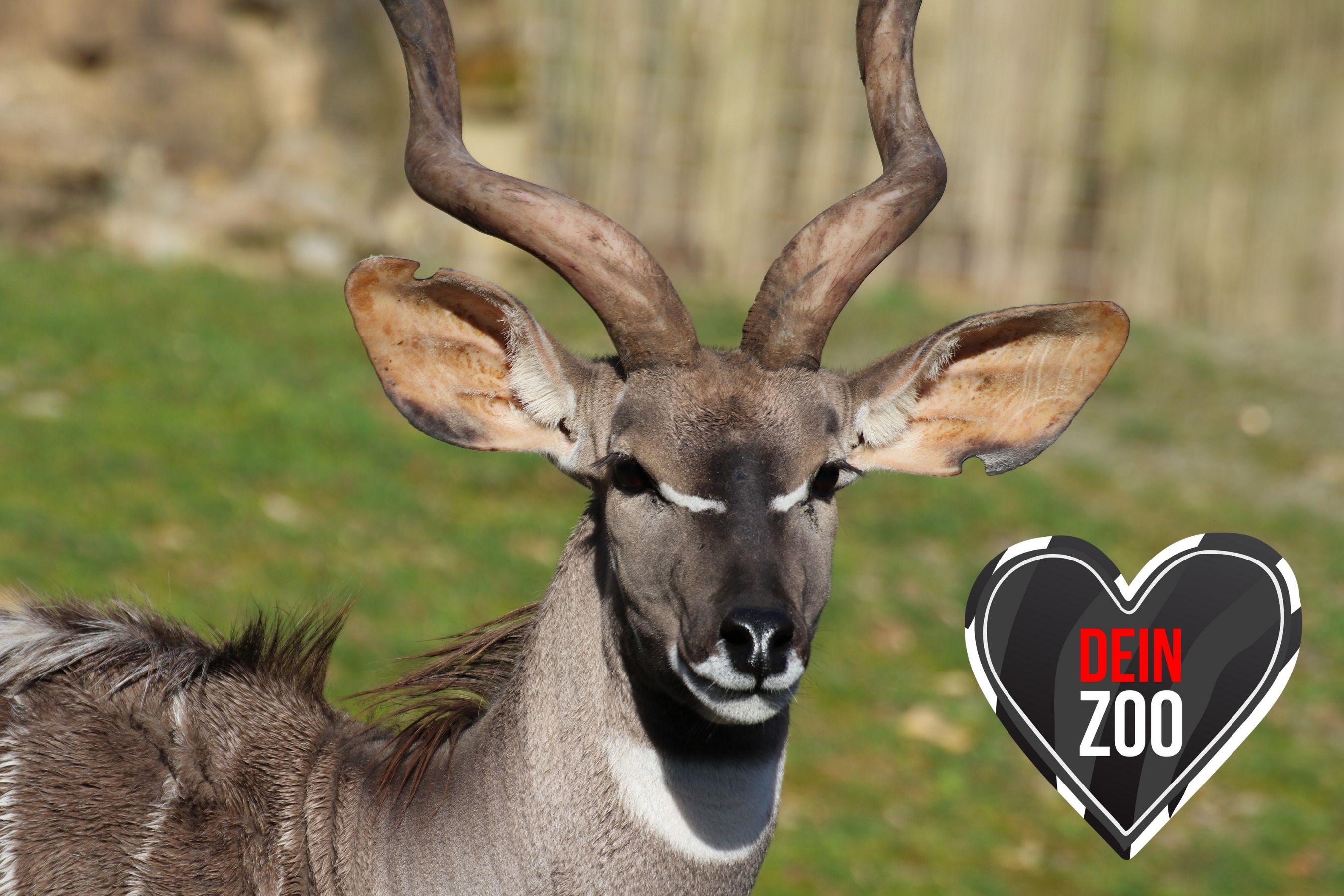 Kleiner Kudu dein Zoo
