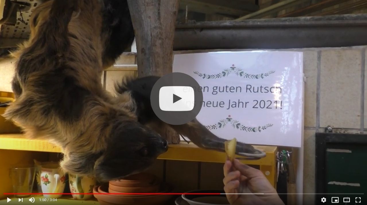 Zoo Weihnachtsvideo