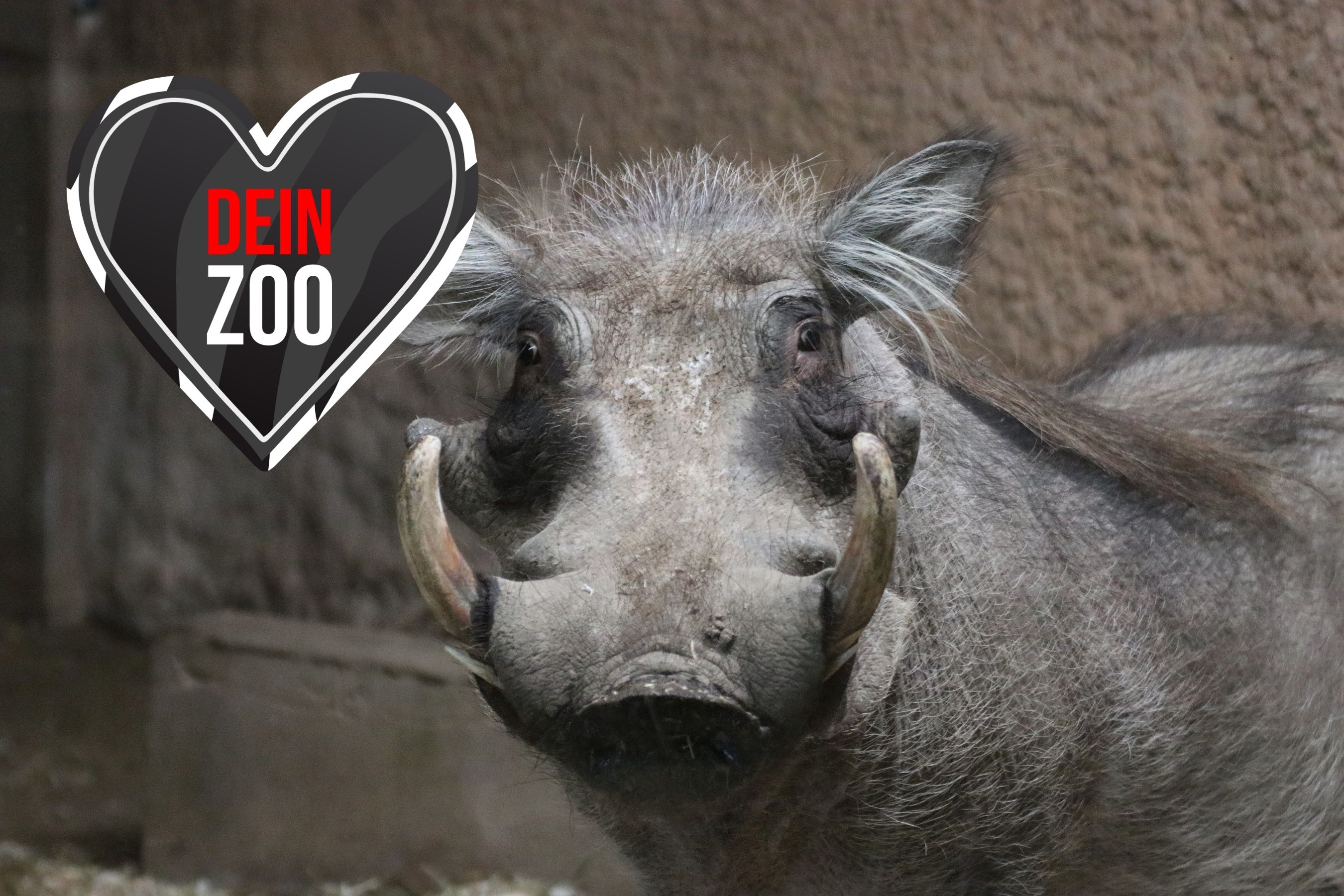 Warzenschwein