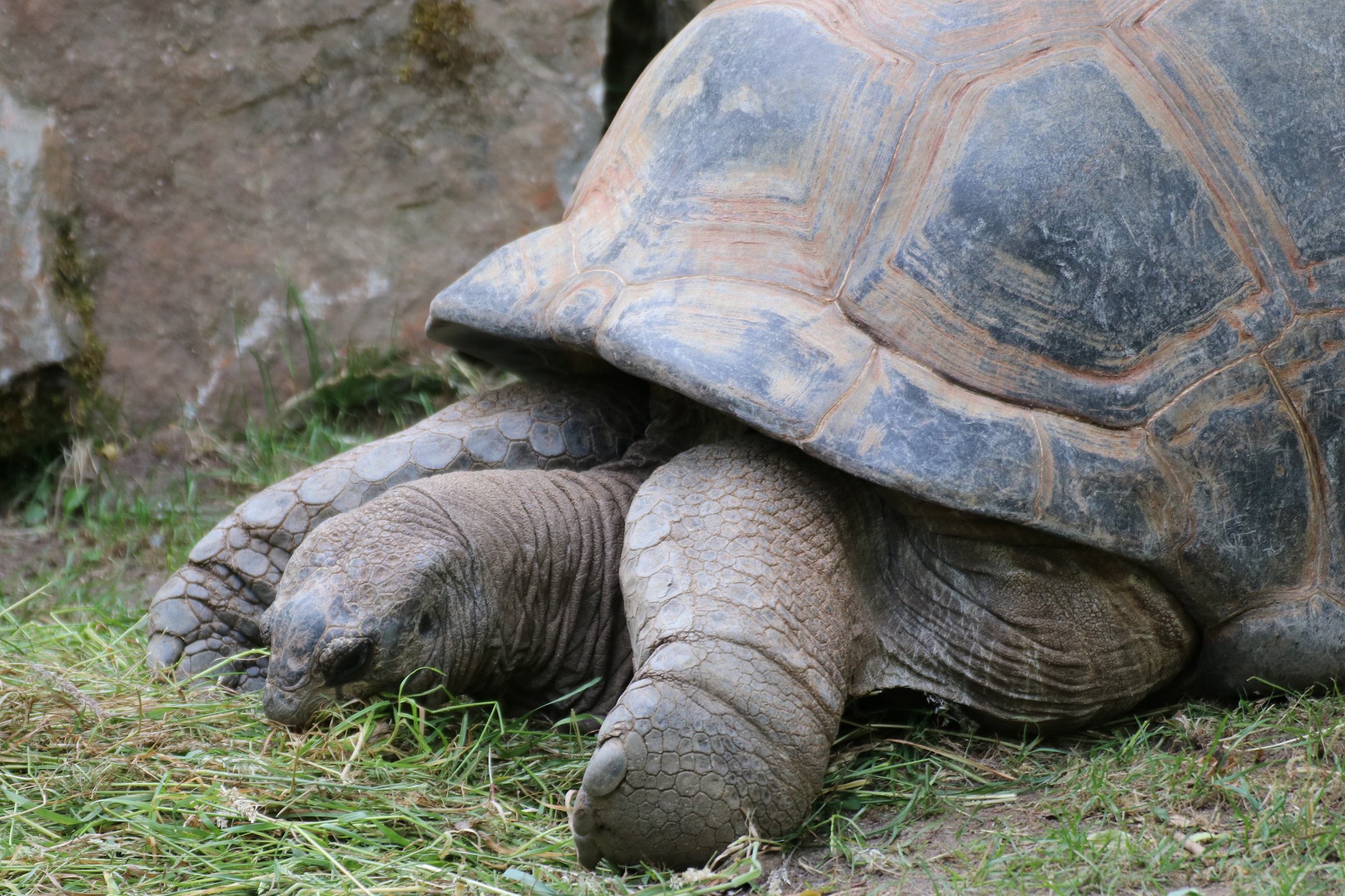 Seychellen Riesenschildkröte