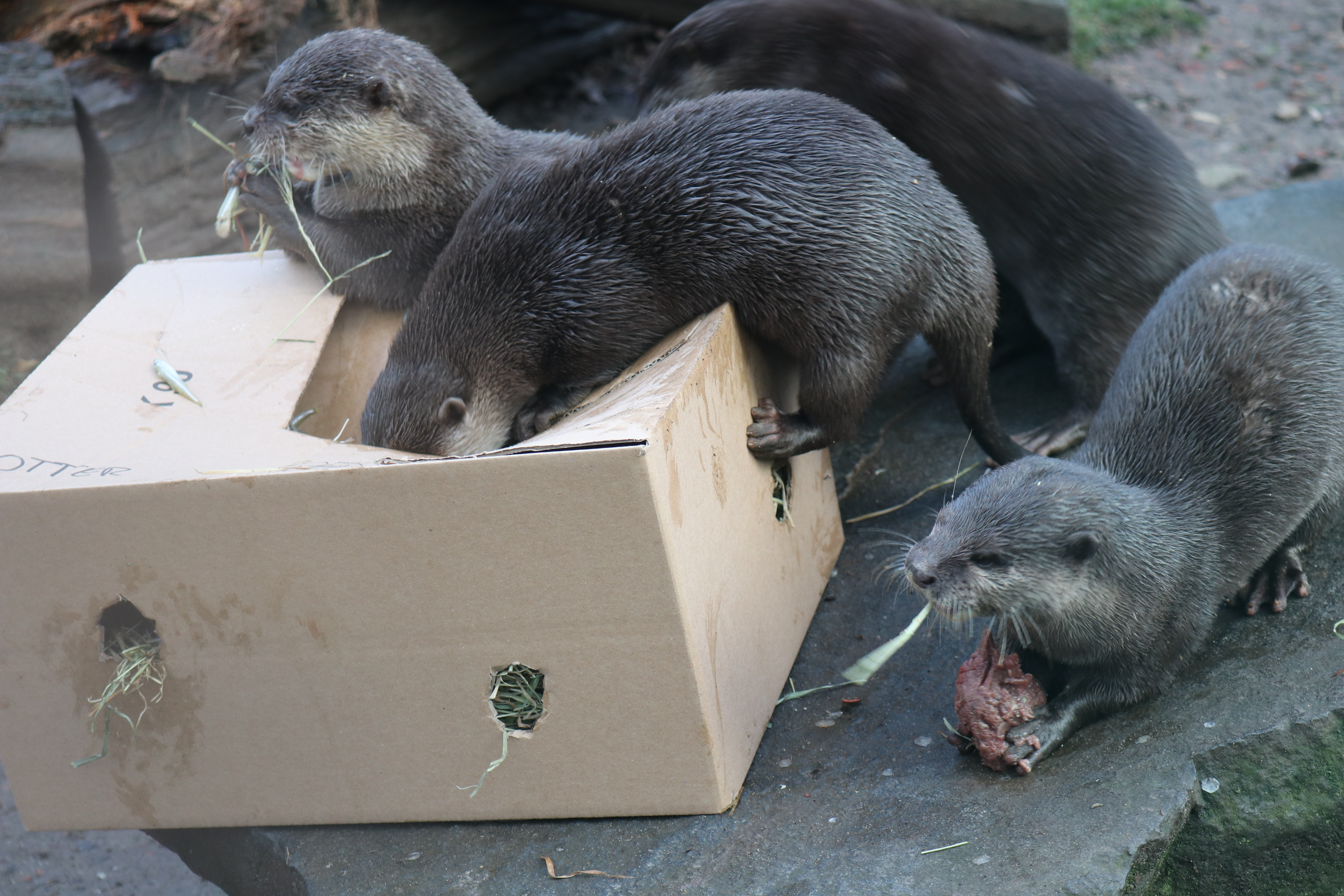 Tierische Bescherung