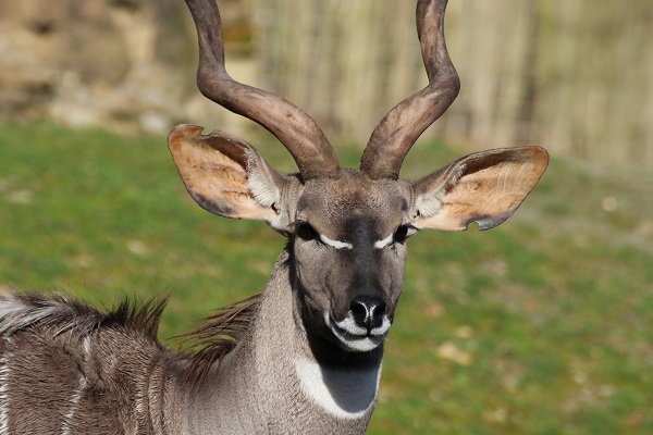Kleiner Kudu