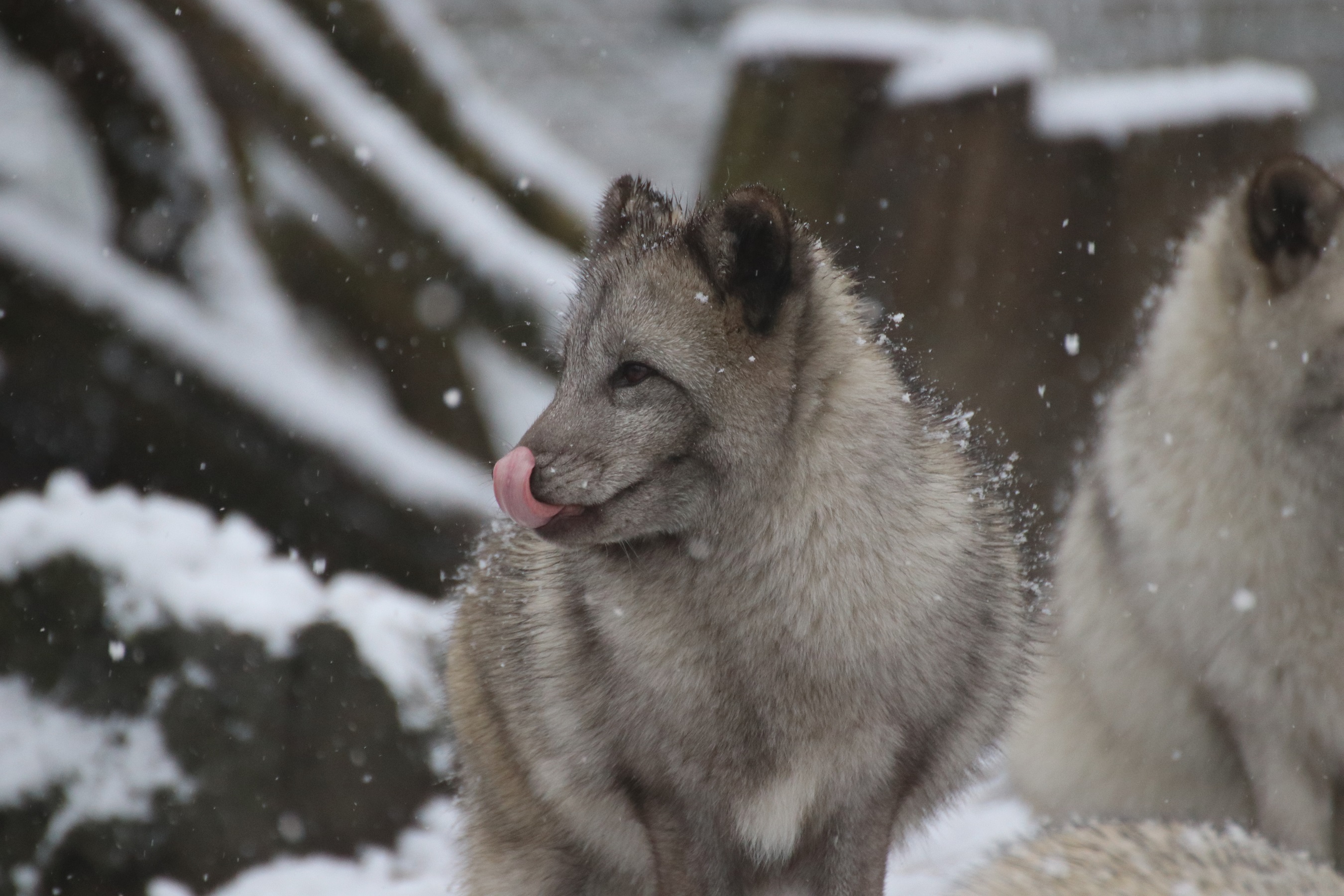 Polarfuchs im Schnee