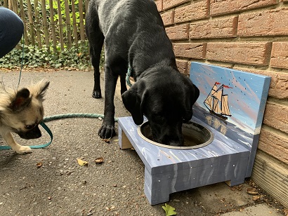 Zoo Hunde im Zoo