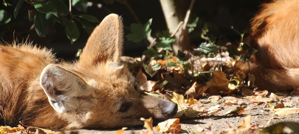Zoo schließt
