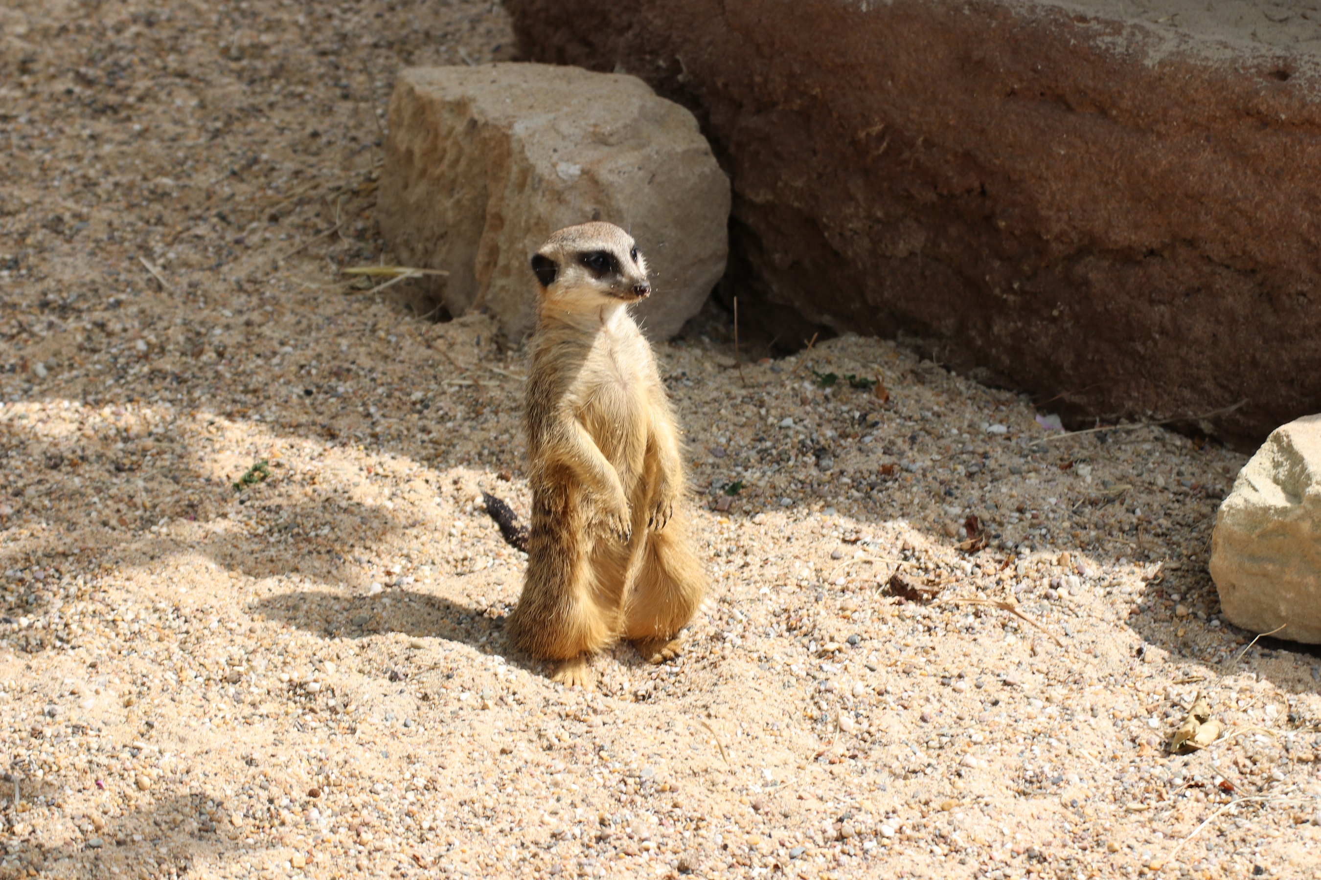 Erdmännchen