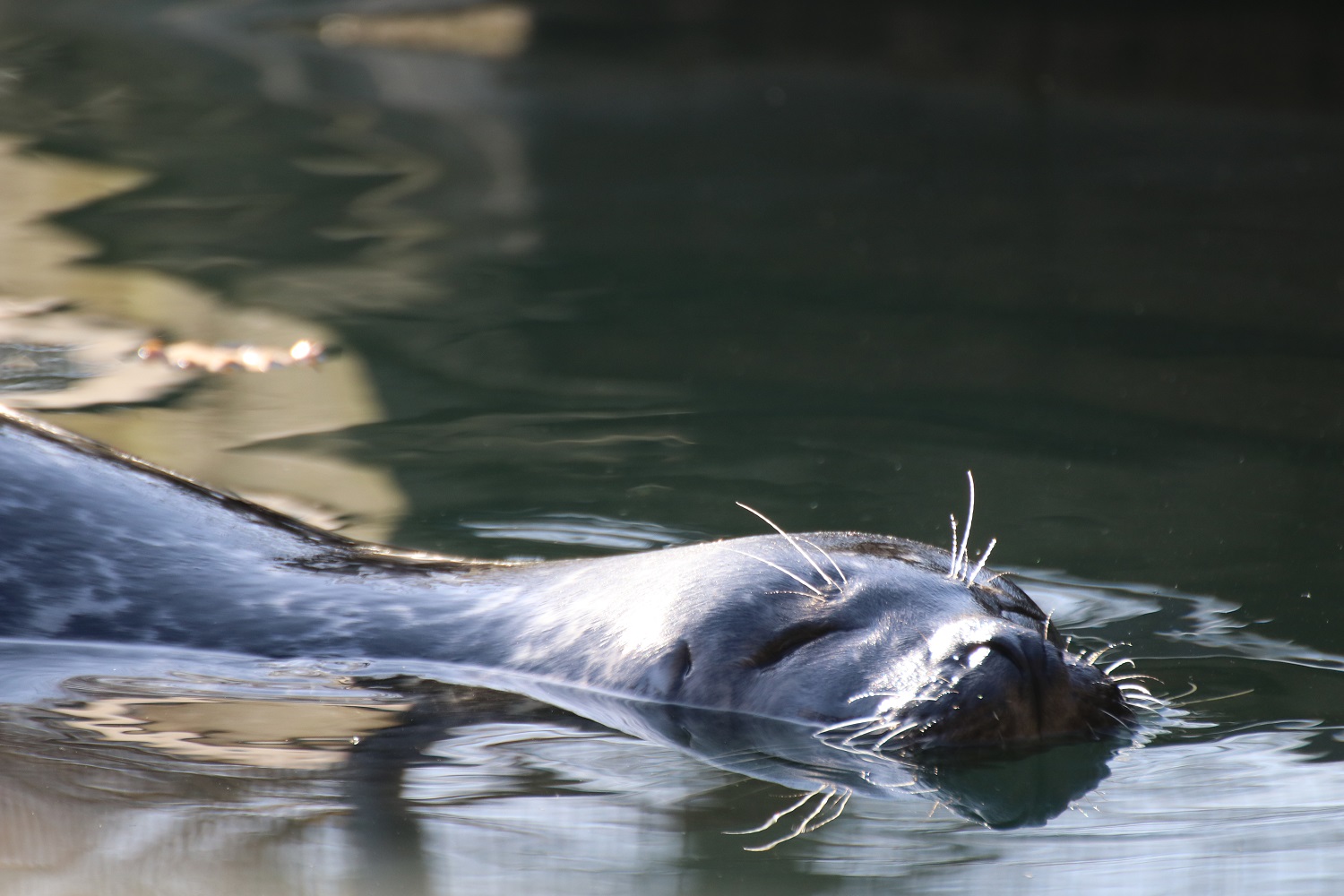 Seelöwe