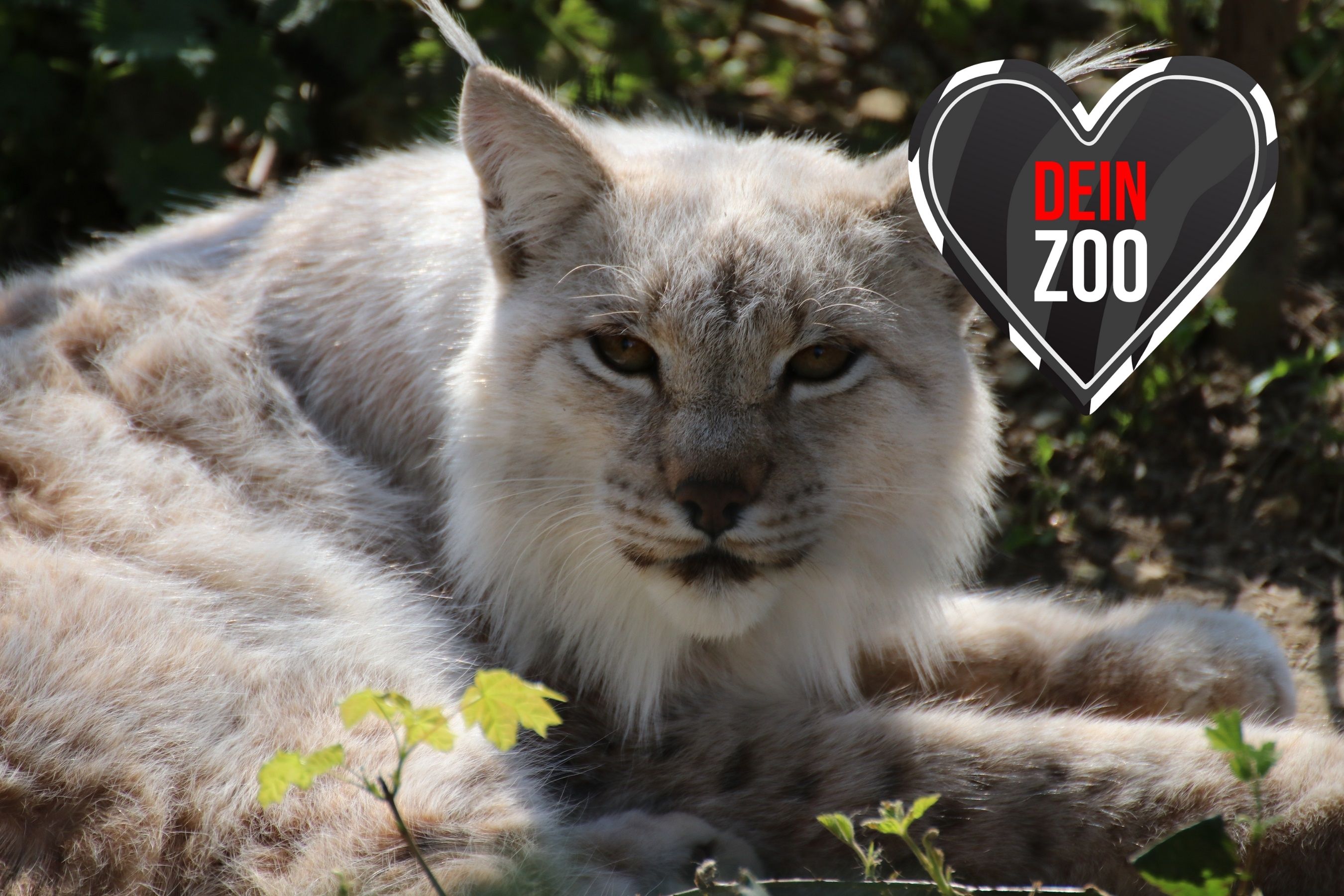 Luchs dein Zoo