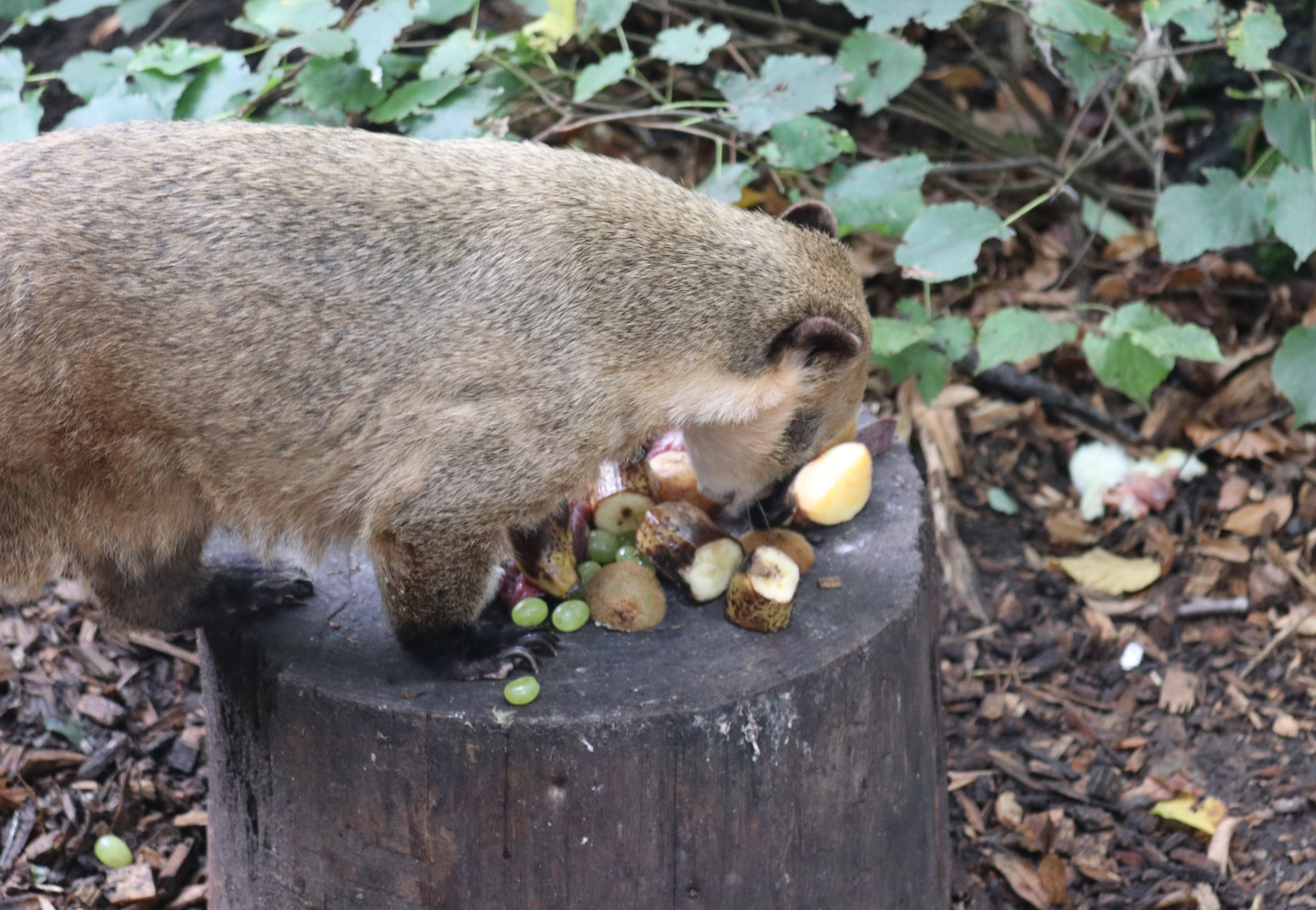 Nasenbär