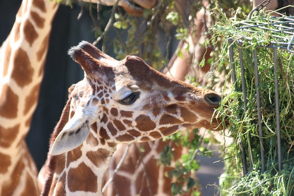 Netzgiraffe