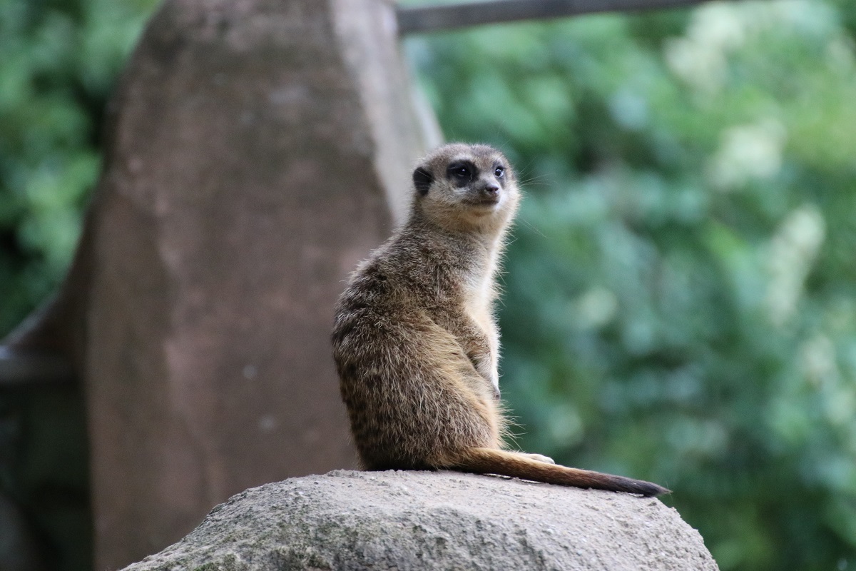 Erdmännchen