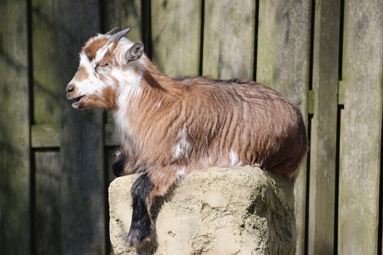 Zoo Osnabrück bleibt geöffnet