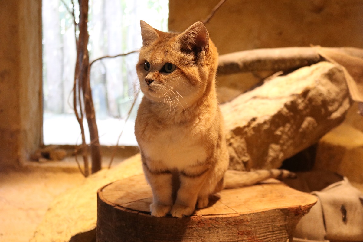 Sandkatze