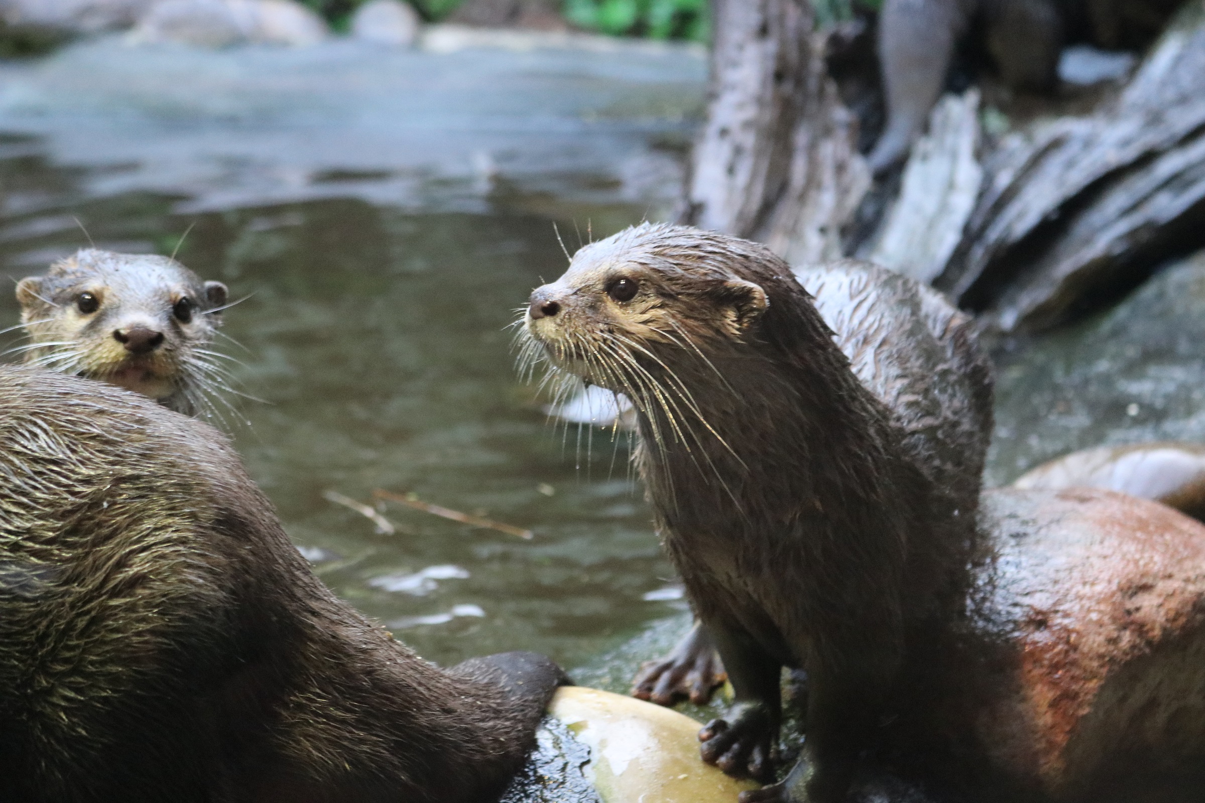 Otter