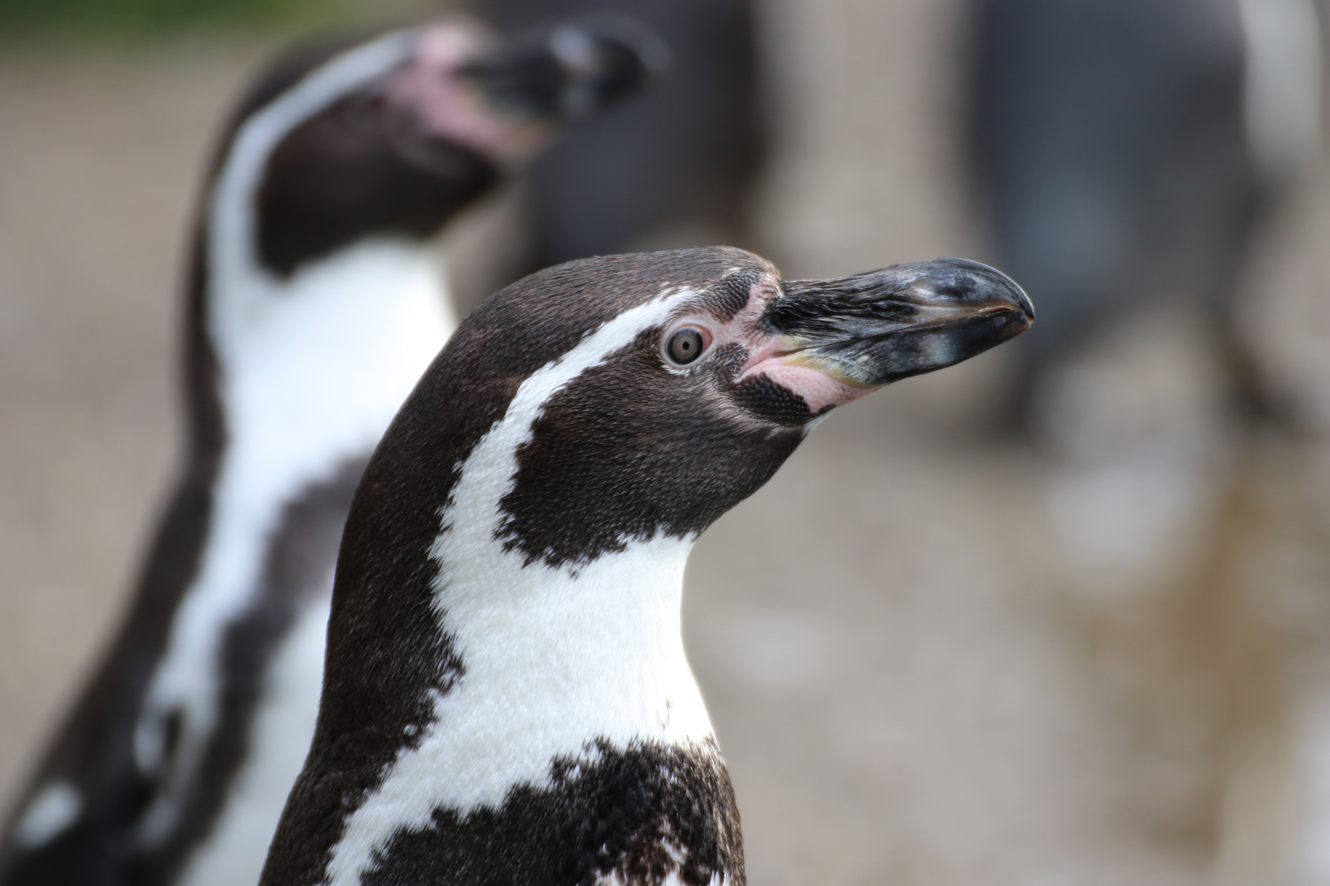 Pinguin