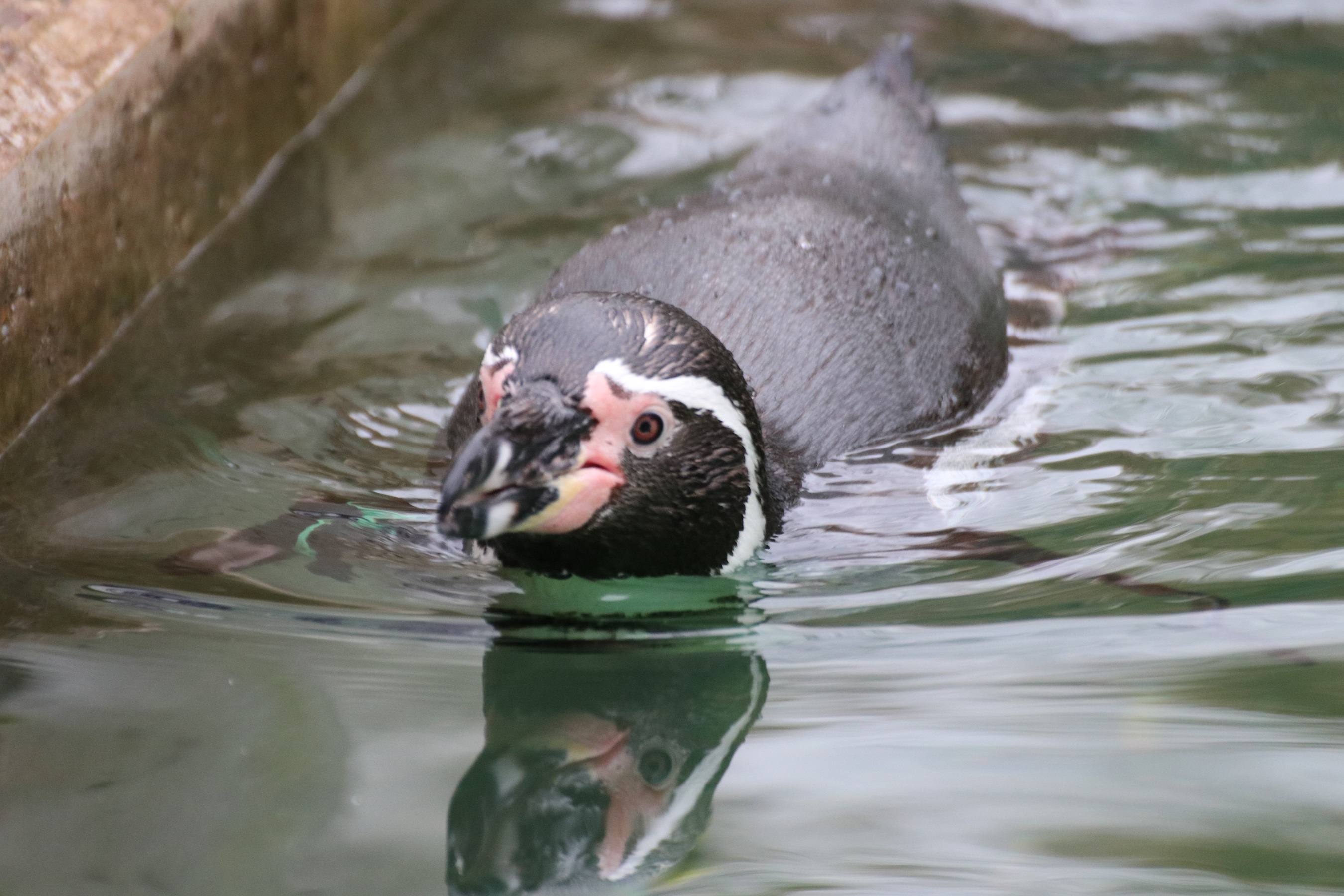 Pinguin