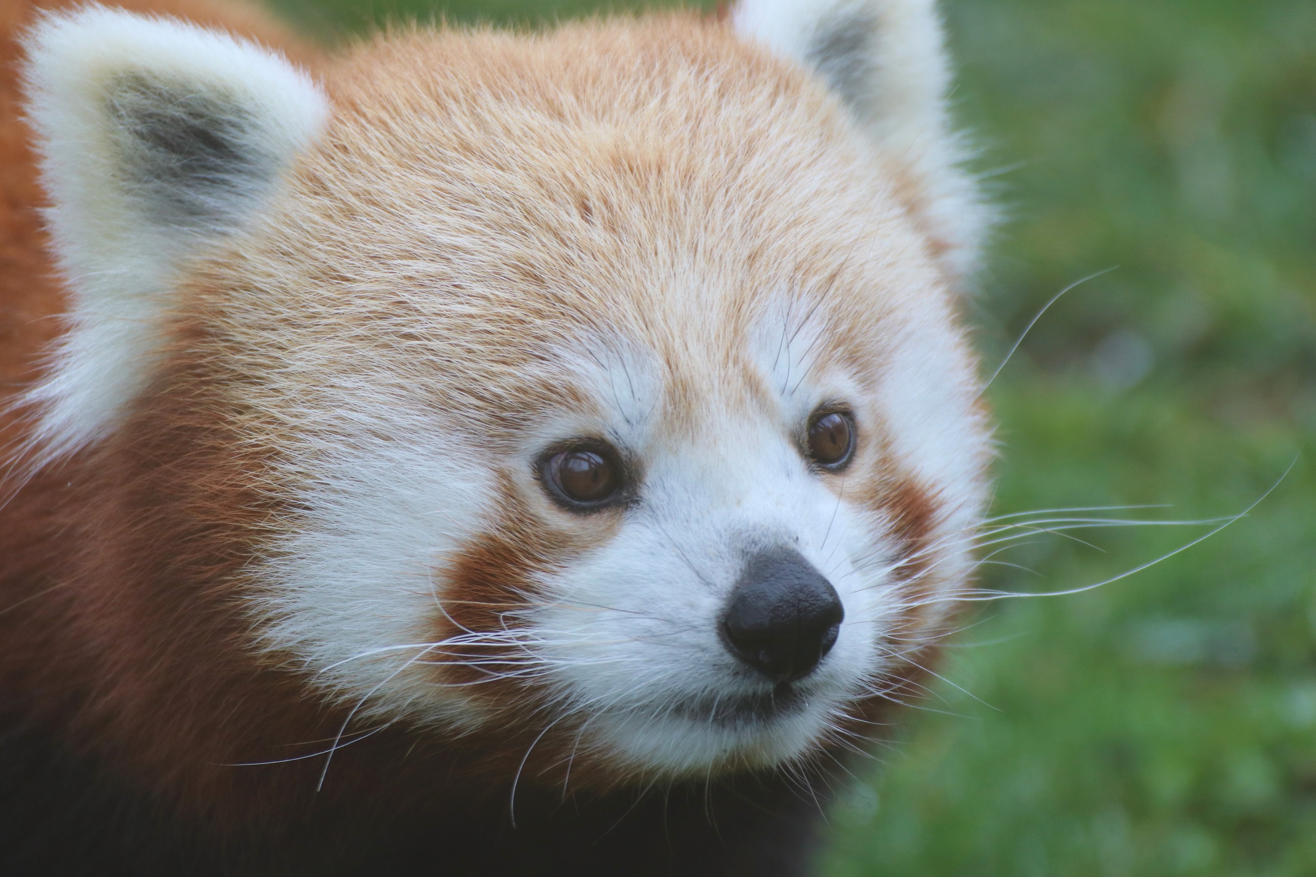 Roter Panda