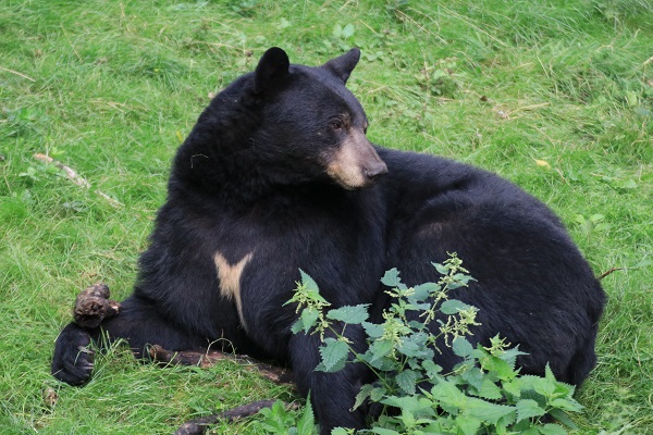 Schwarzbär Spike