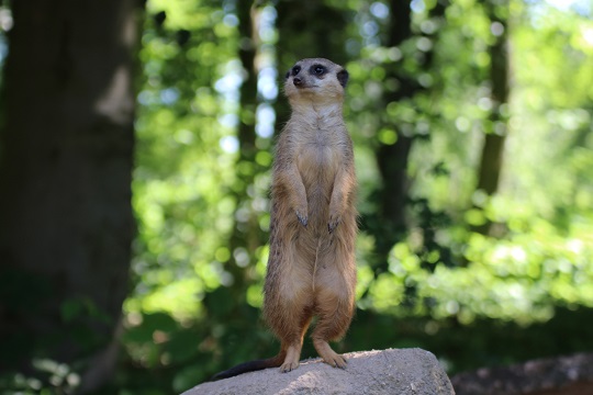 Sommer im Zoo