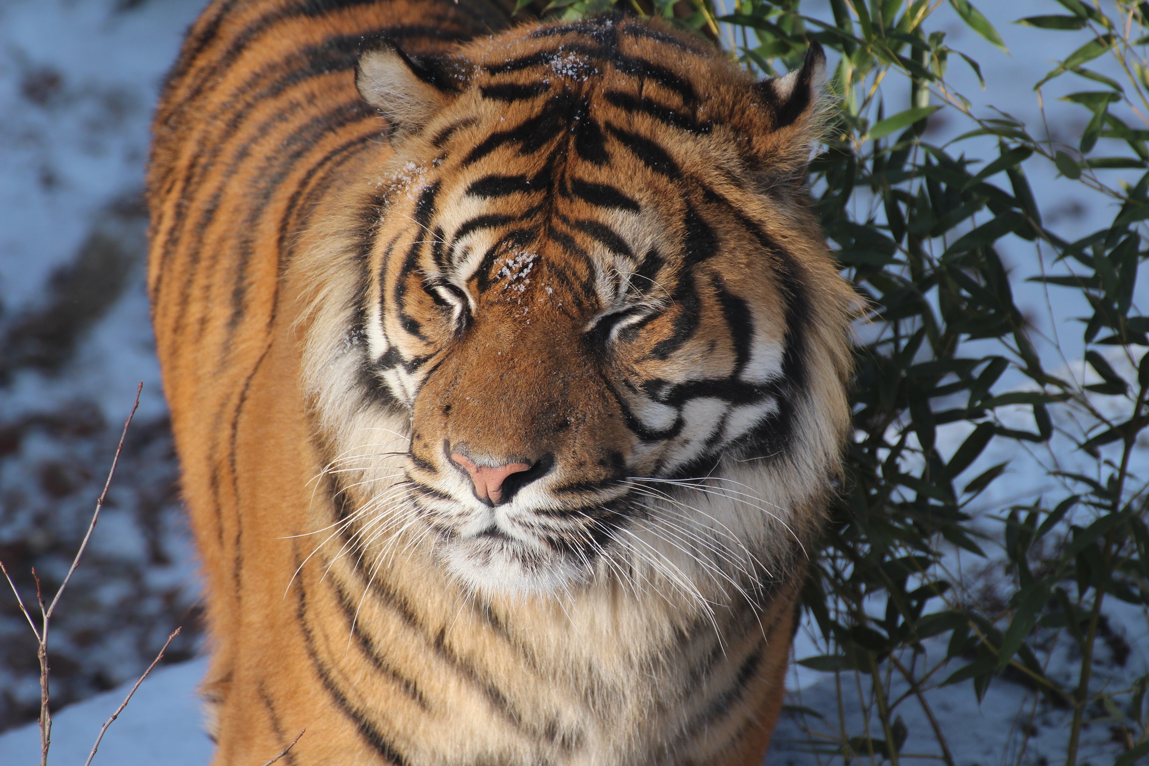 Tiger im Schnee