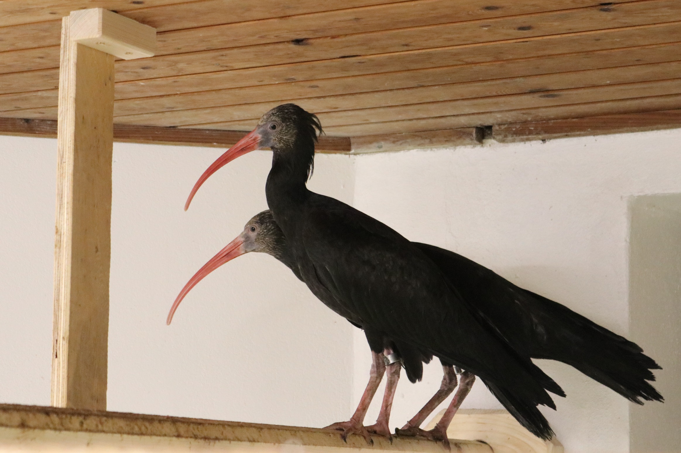 Waldrapp