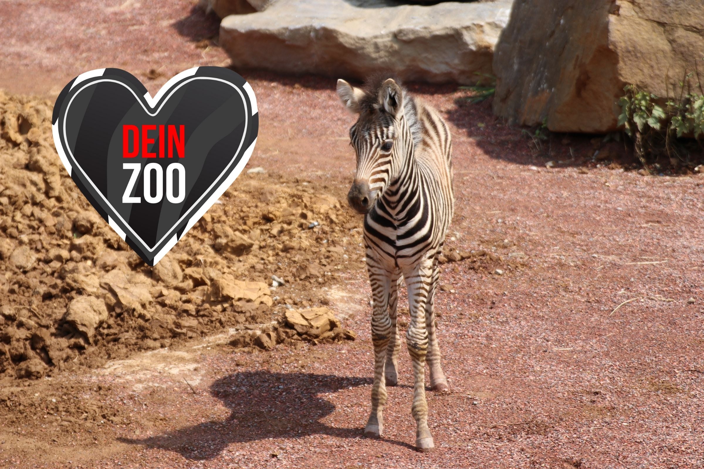 Zebra dein Zoo
