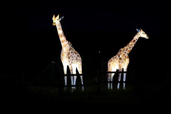 Zoo-Lights Giraffen