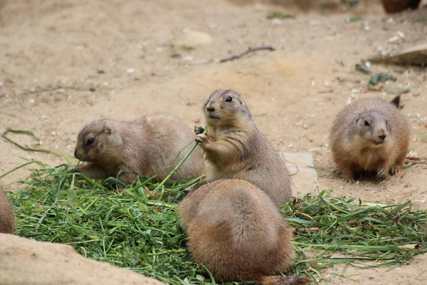 Zoo Osnabrück Präriehunde