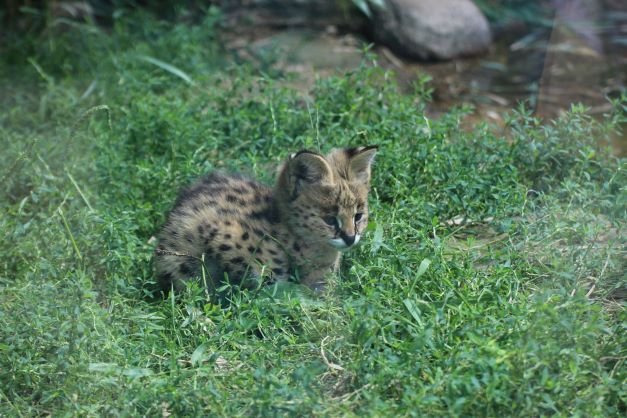 Spende Testzentrum am Zoo