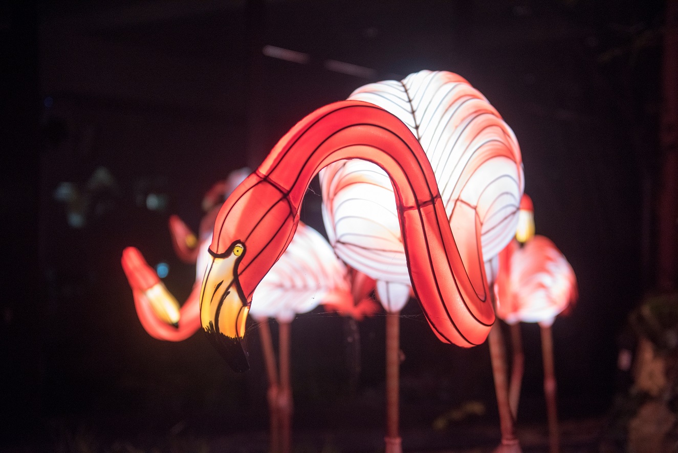 Zoo-Lights Flamingo